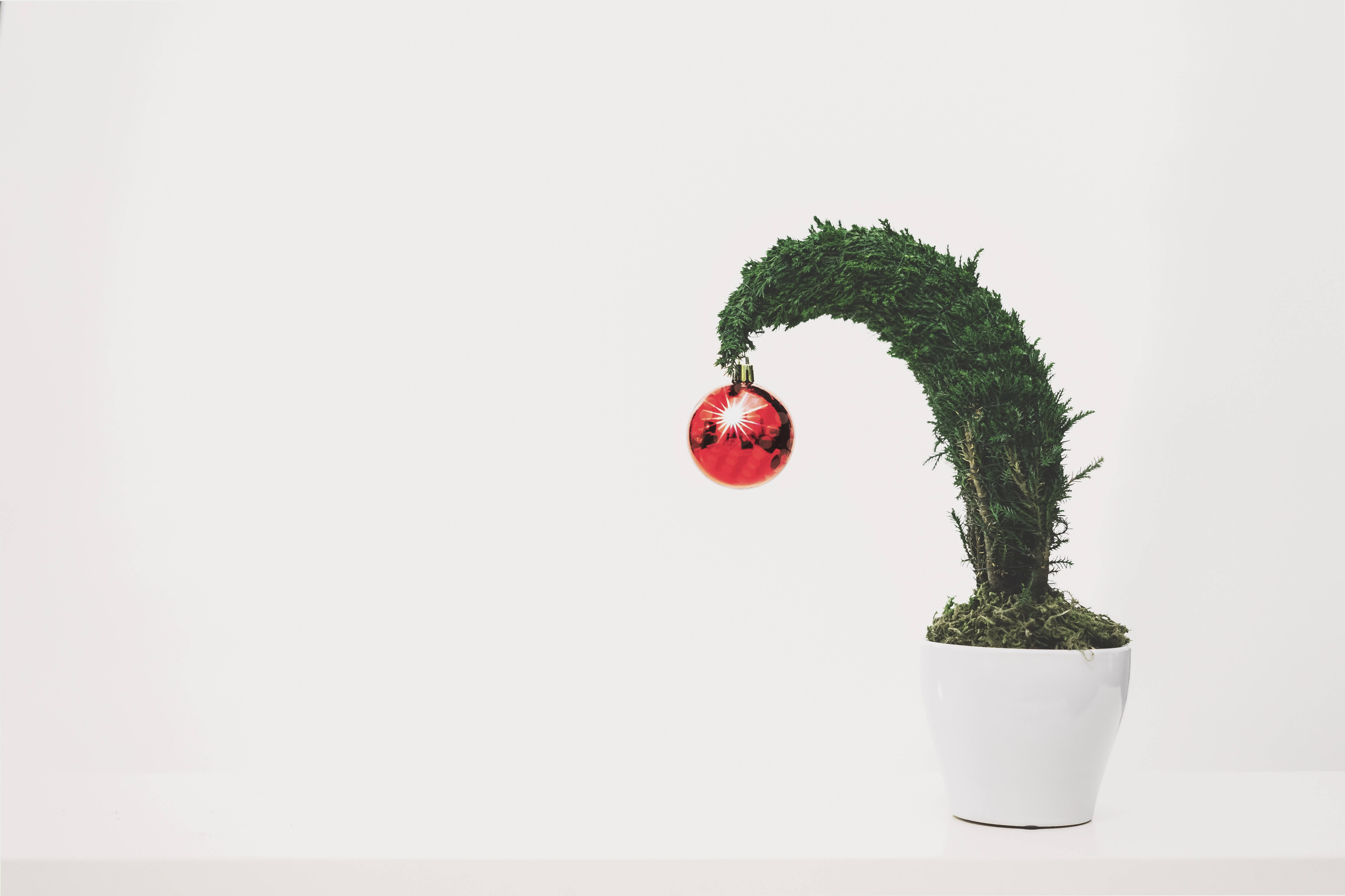 Christmas Balls 桌布 壁紙 — 一盆簡約風格的苔蘚植物，頂部彎曲呈綠色，在純白背景上托著一個閃亮的紅色聖誕裝飾球。