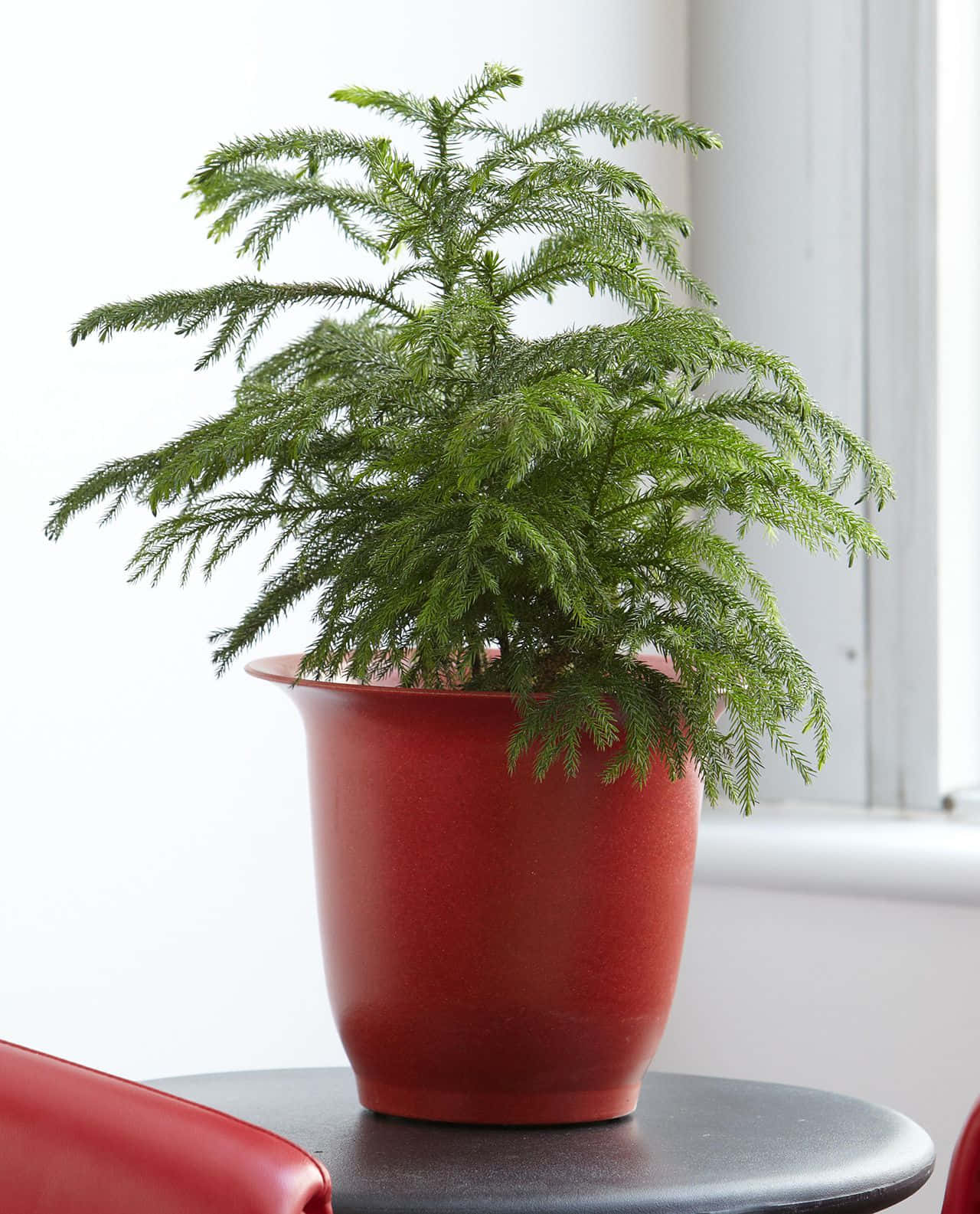 Green Plant 桌布 壁紙 — 一盆茂盛的綠色諾福克松樹放在光亮的紅色花盆裡，置於靠近窗戶的黑桌上，伴隨著柔和自然光。