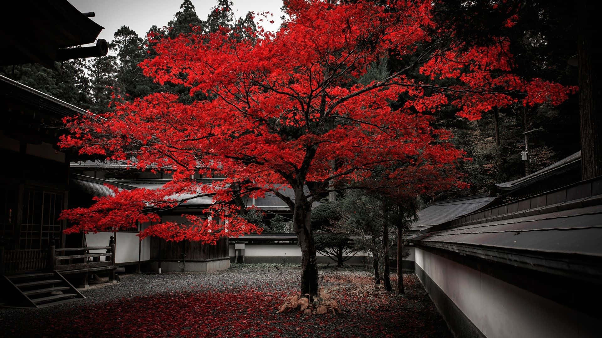 一盞鮮紅日式紙燈籠點亮夜空 壁紙 — 一棵有著火紅葉子的樹，矗立在由傳統建築環繞的單色日本庭院中。