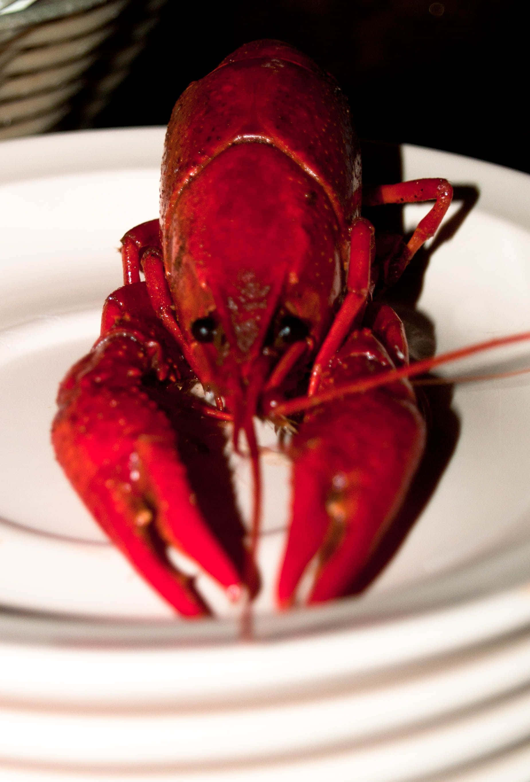 一盤新煮的鮮香 crawfish 壁紙 — 一隻鮮紅色的熟龍蝦放在白色碟子中央，景深較淺。