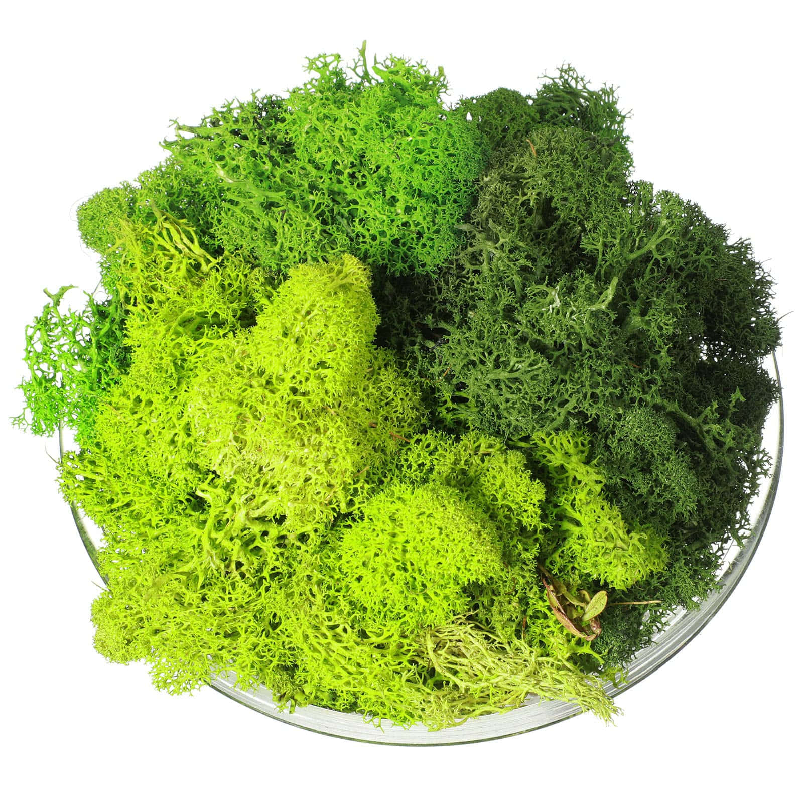 Green Moss 桌布 壁紙 — 一碗充滿活力的翠綠馴鹿苔蘚，帶有明亮的青檸色和深沉的森林色調。