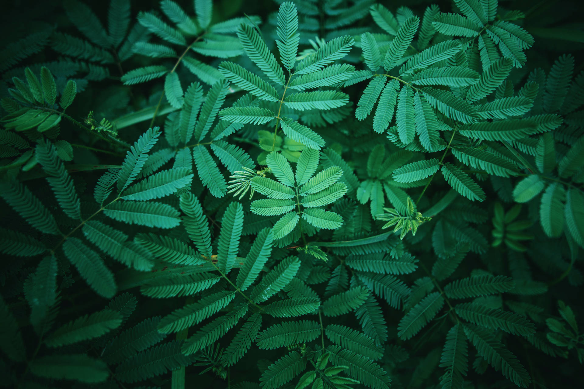 自然光下，密集的綠色蕨葉帶有精細的羽毛狀圖案。