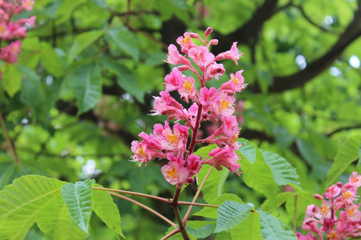 Flower Tree 桌布 壁紙 — 一簇充滿活力的粉紅色七葉樹花在柔和日光下，以茂密的綠葉為背景盛開。