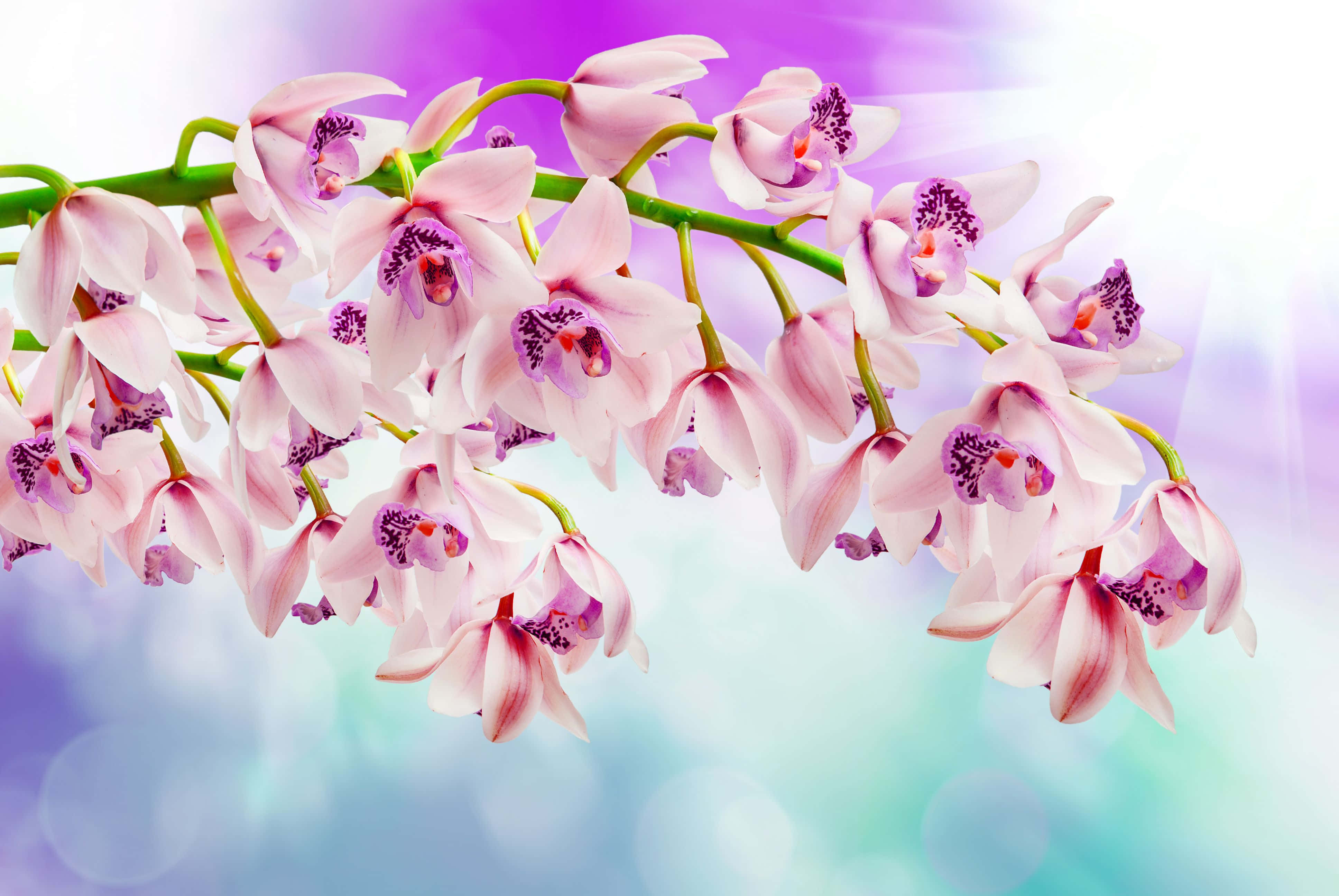 Orchids 桌布 壁紙 — 一簇充滿活力的粉紅色蘭花，帶有紫色斑點的中心，在柔和的漸變背景上優雅地綻放。