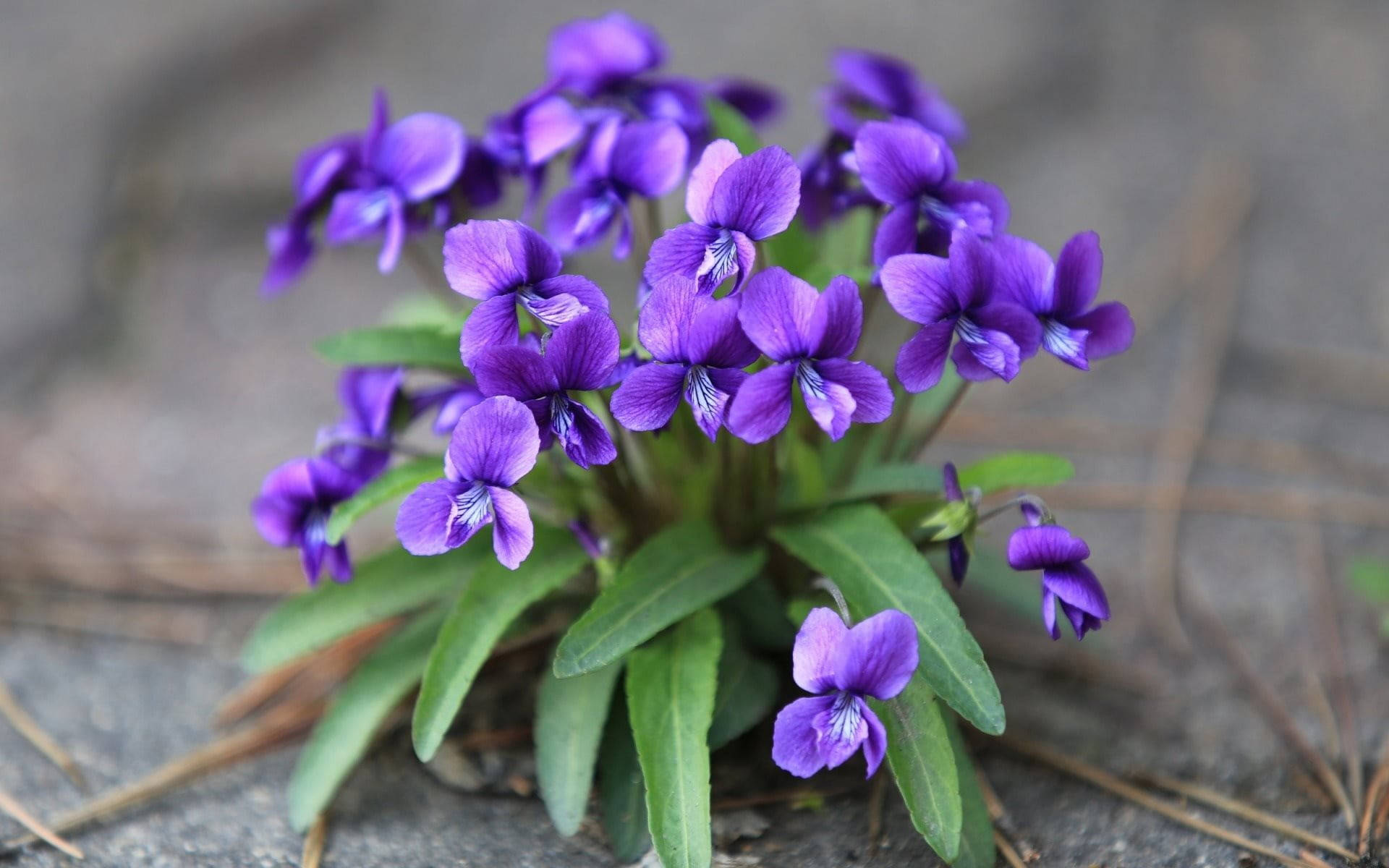 Violet 桌布 壁紙 — 一簇充滿活力的紫色紫羅蘭，帶有精緻的白色中心，在紋理石面上綠葉間盛開。