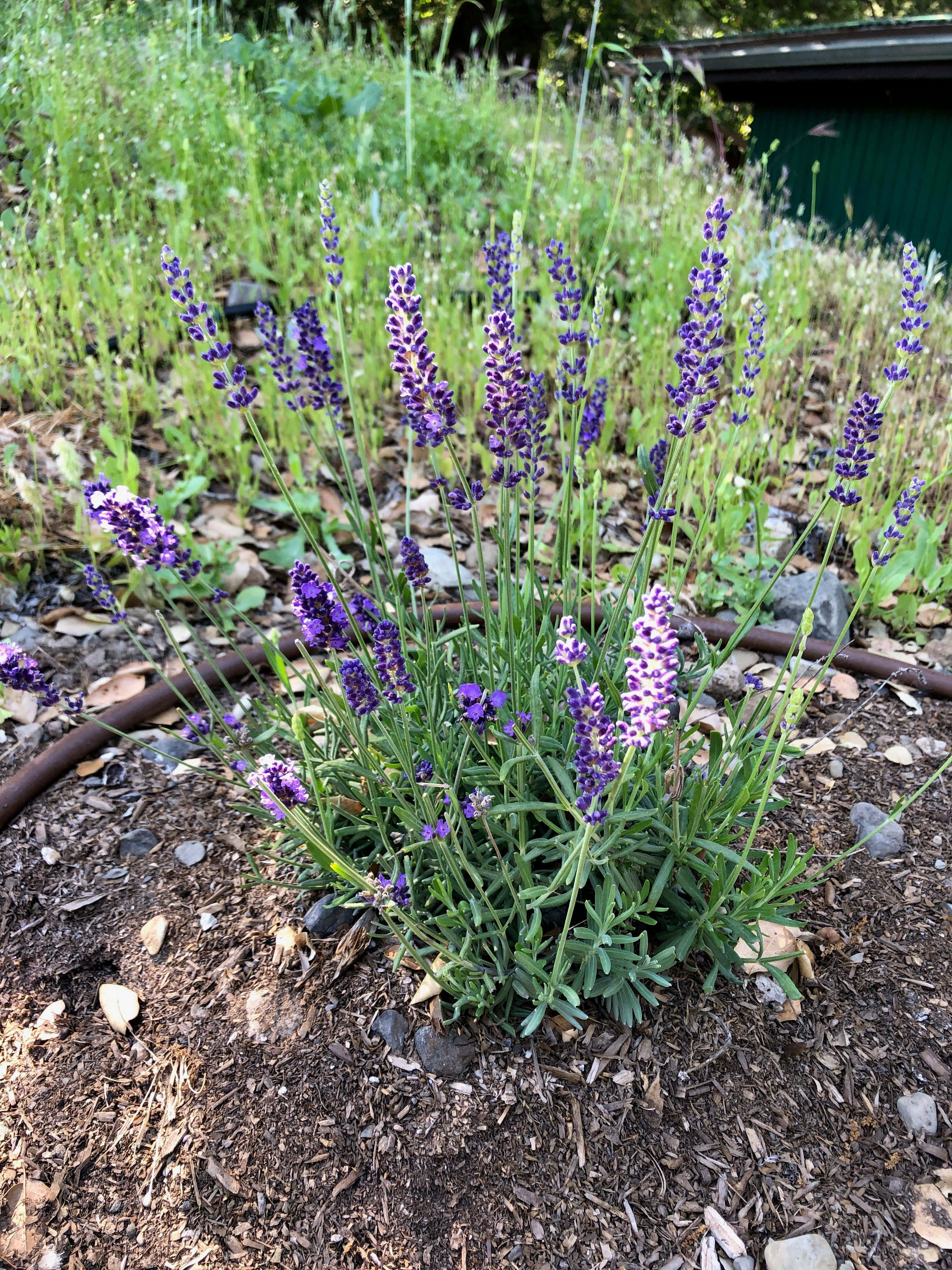 Lavender Blue 桌布 壁紙 — 一簇充滿活力的紫色薰衣草花朵在陽光普照的花圃中輕輕搖曳，周圍環繞著綠草和覆蓋物。
