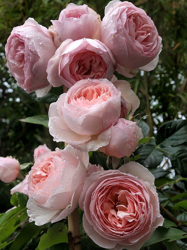 English Rose Garden 桌布 壁紙 — 一簇嬌嫩的粉紅玫瑰在茂密綠葉的襯托下閃爍著露珠。