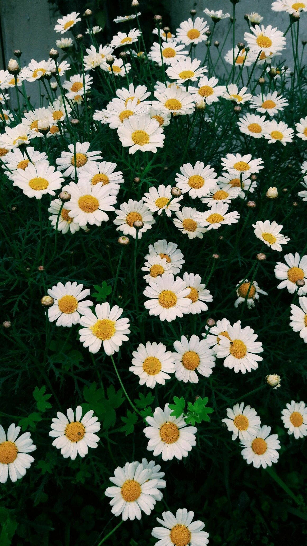 雛菊 桌布 壁紙 — 一簇密集的白色雛菊，帶有明亮的黃色花心，在深綠色葉子的襯托下生機勃勃地綻放。