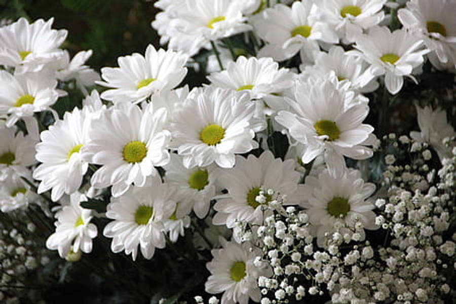 flowers 4K 桌布 壁紙 — 一簇密集的白色雛菊，帶有黃色花心，周圍環繞著細小的滿天星花朵。