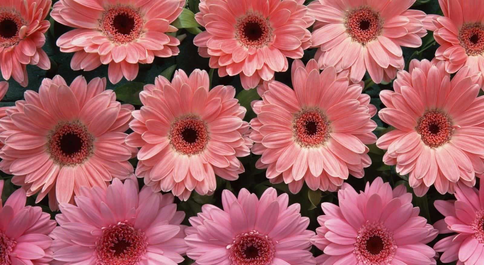 Flower Desktop 桌布 壁紙 — 一簇密集的鮮豔粉紅色非洲菊雛菊，帶有深色花心和茂盛的綠葉，充滿了畫面。