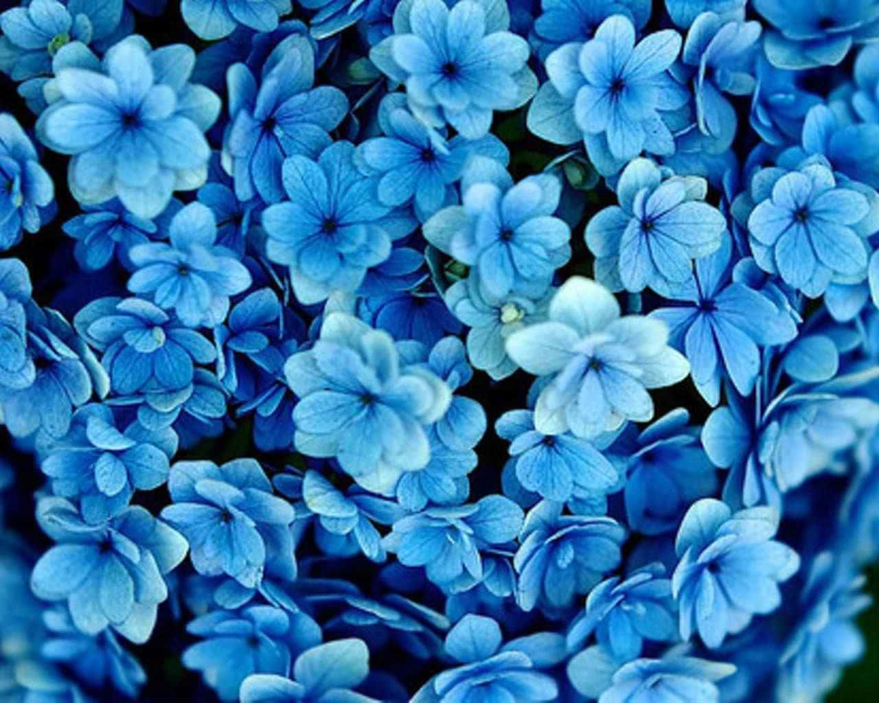 Tumblr Flower 桌布 壁紙 — 一簇密集的鮮豔藍色繡球花，花瓣精緻，陰影柔和，營造出寧靜的花卉掛毯。