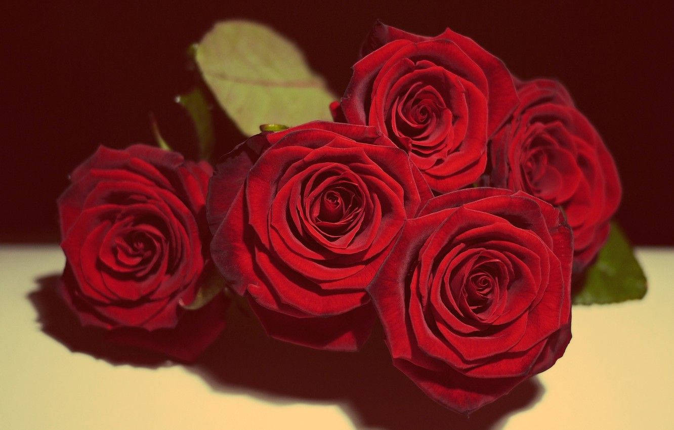 Valentines 桌布 壁紙 — 一簇深紅玫瑰，帶有天鵝絨般的花瓣和綠葉，放在淺色表面上，背景為深色。