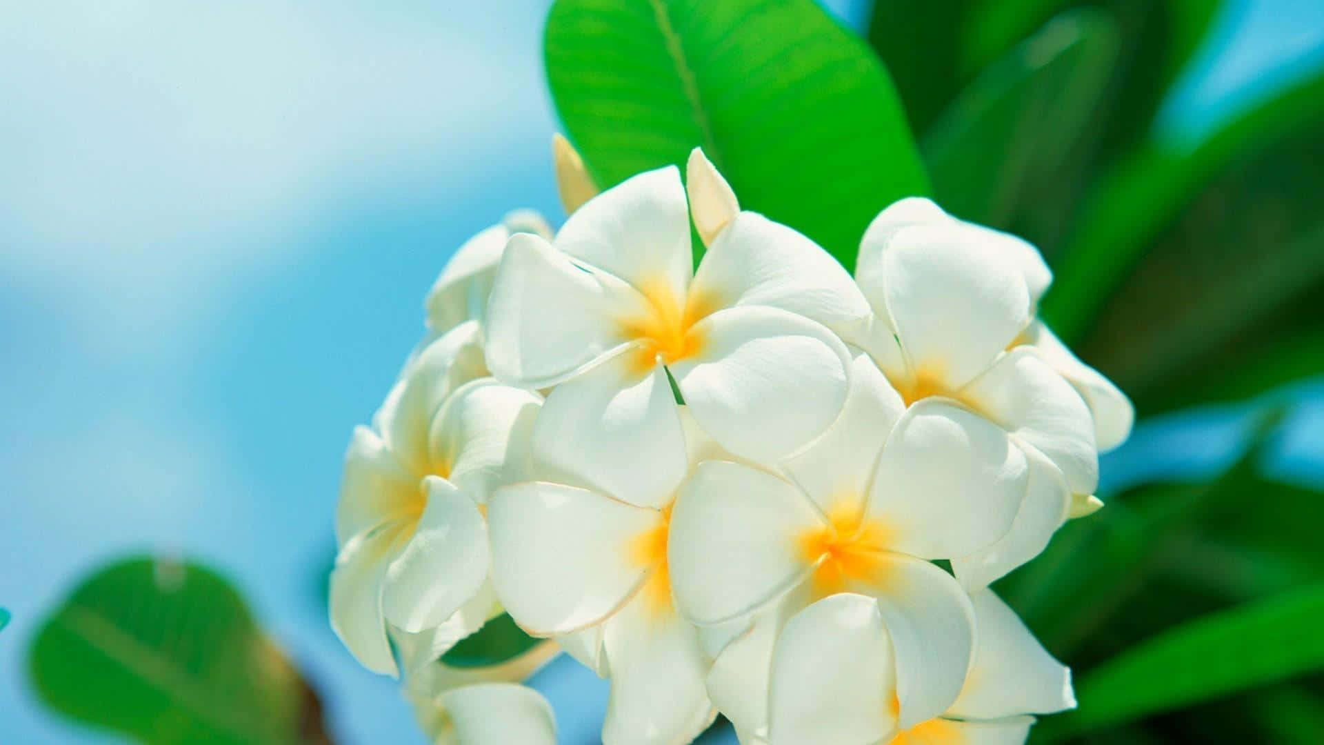 White Flowers 桌布 壁紙 — 一簇白色雞蛋花，黃色花心，在明亮的藍天和茂盛的綠葉襯托下盛開。