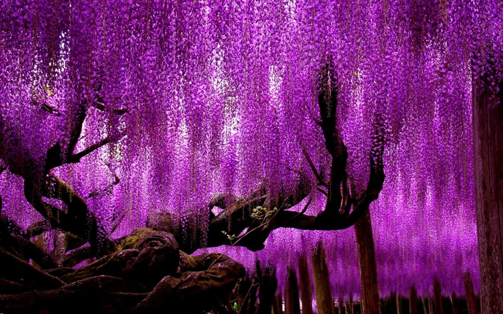 Flower Tree 桌布 壁紙 — 一簇簇鮮豔的紫色紫藤花在茂密花園中深色扭曲的樹枝上戲劇性地垂落。