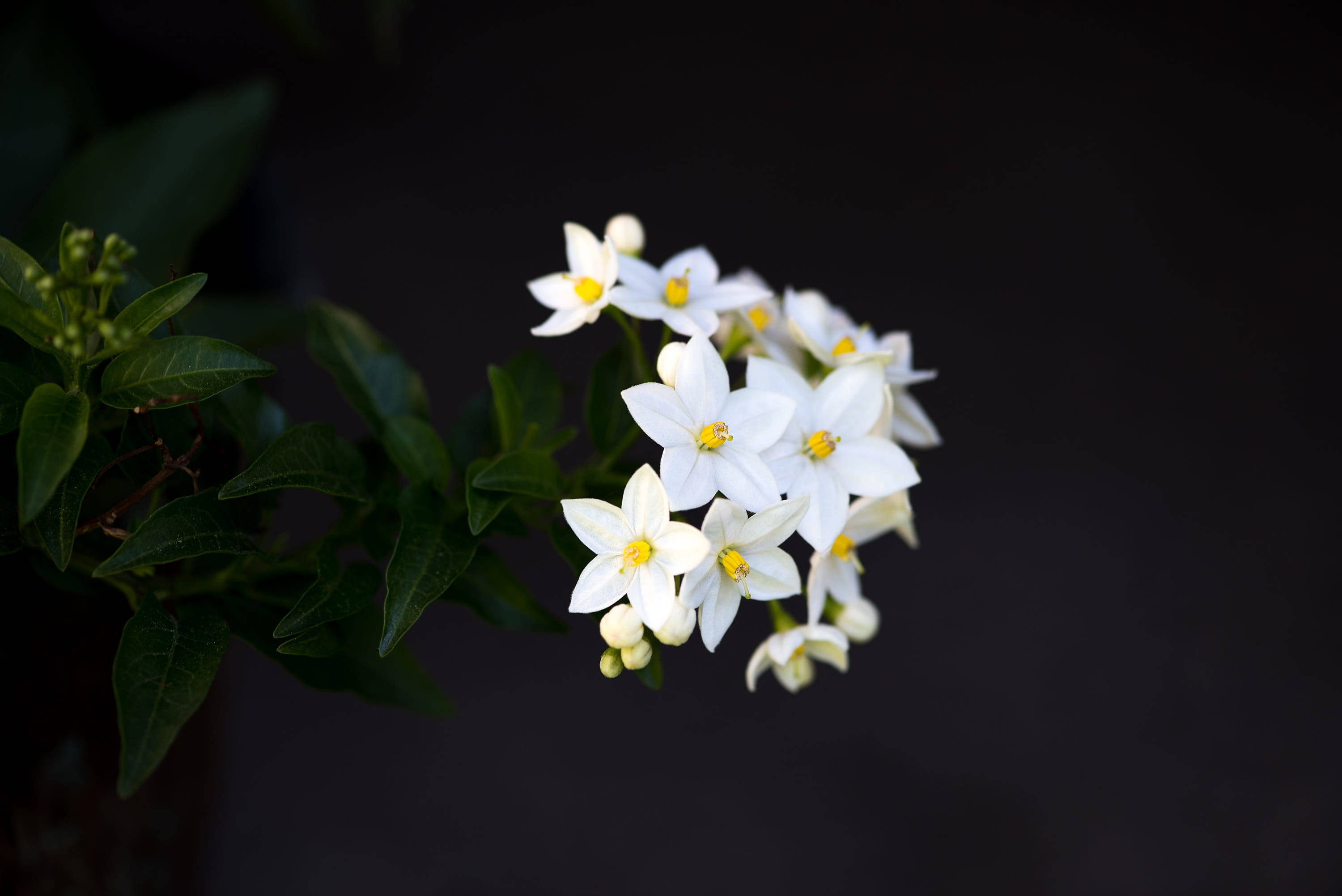 Plant 4K 桌布 壁紙 — 一簇精緻的白色星形花朵，帶有黃色花心，在深色背景中綻放。