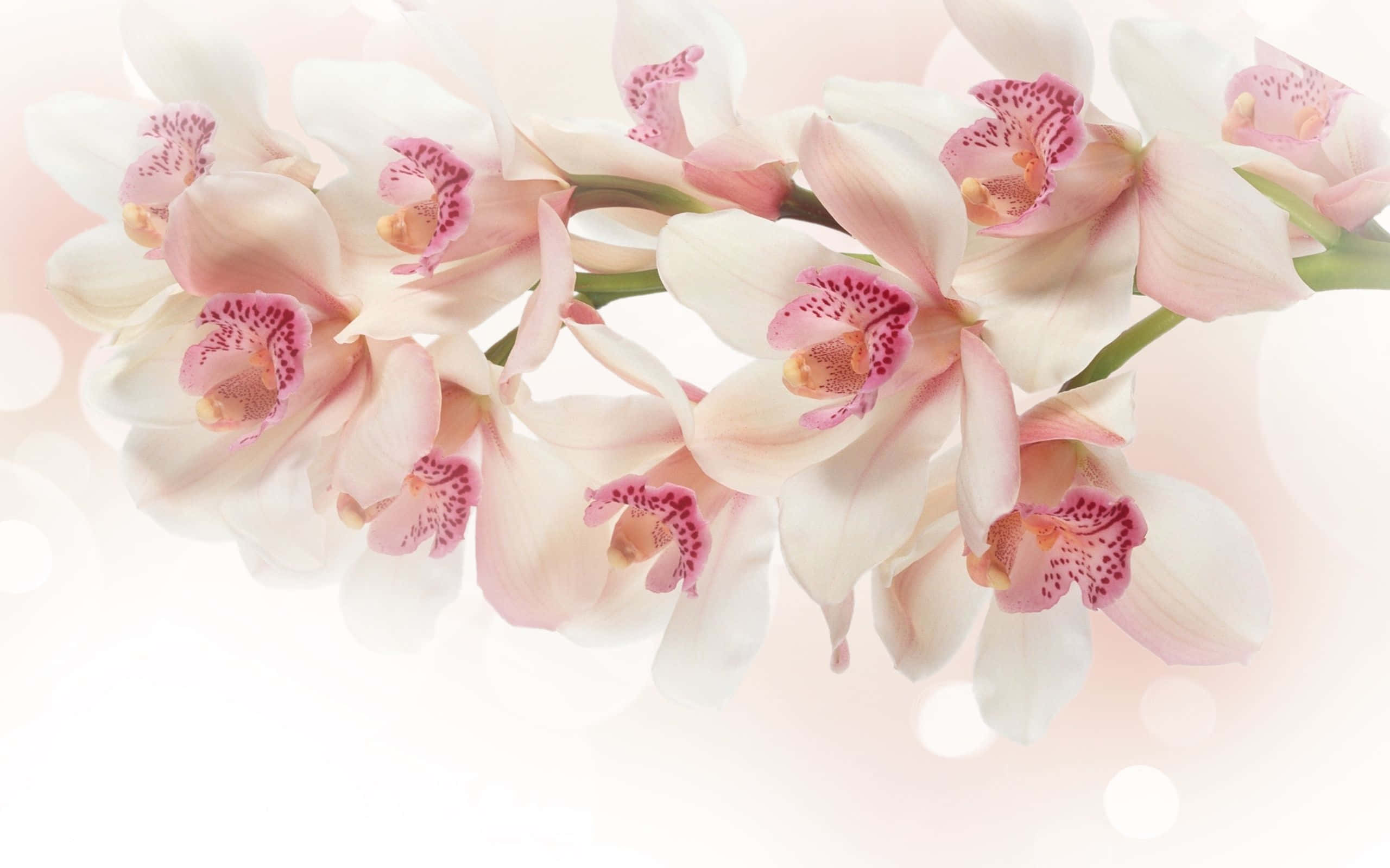 Orchids 桌布 壁紙 — 一簇精緻的粉白色蘭花，帶有斑點中心，在夢幻般的柔和背景上輕柔綻放。