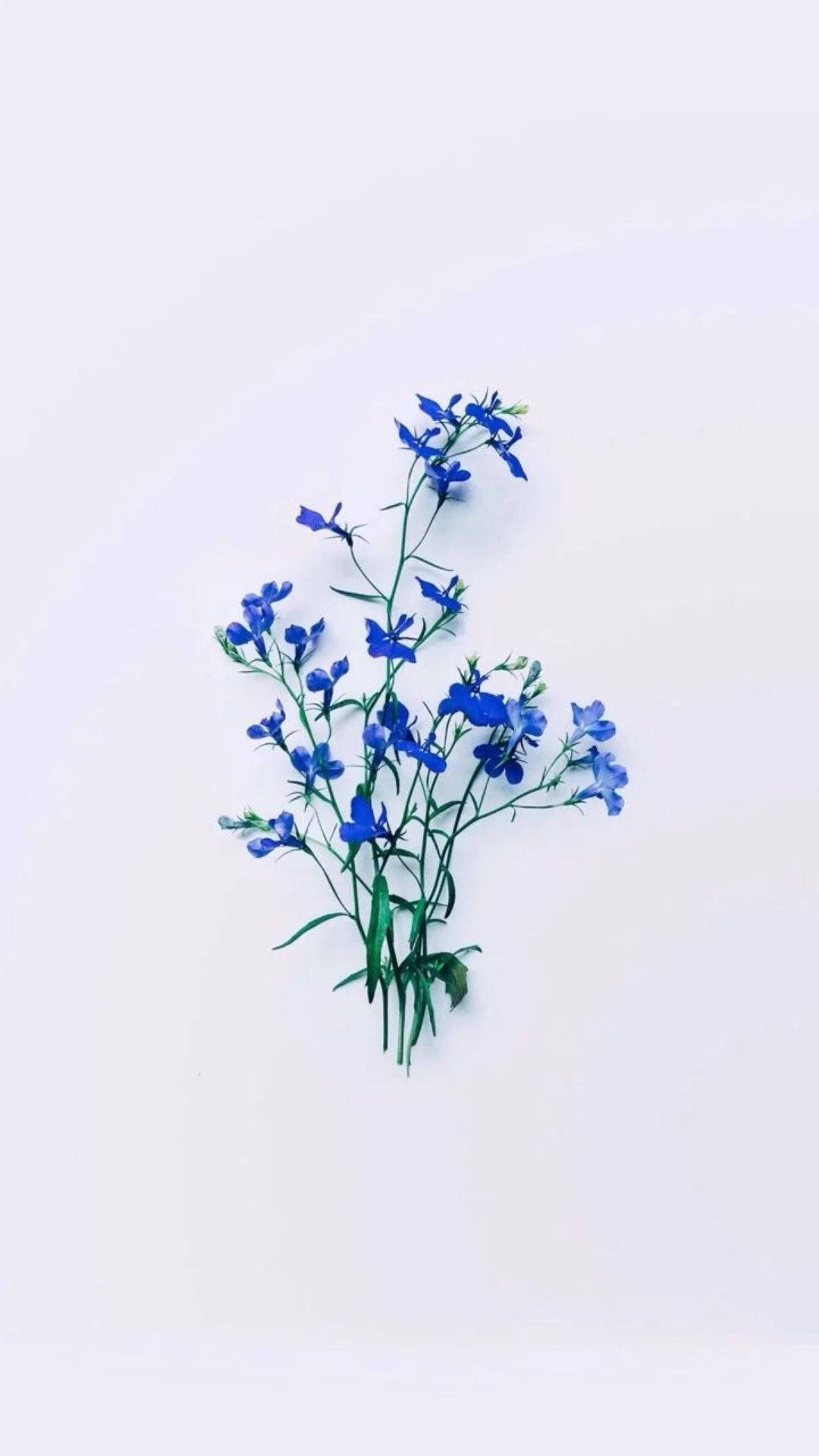 白色背景上的藍色花朵與綠色莖幹
