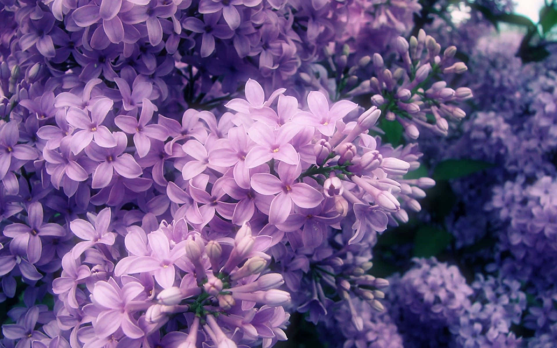 Lilac Tree 桌布 壁紙 — 一簇茂盛的淡紫色丁香花，配以柔軟的綠葉，焦點柔和。