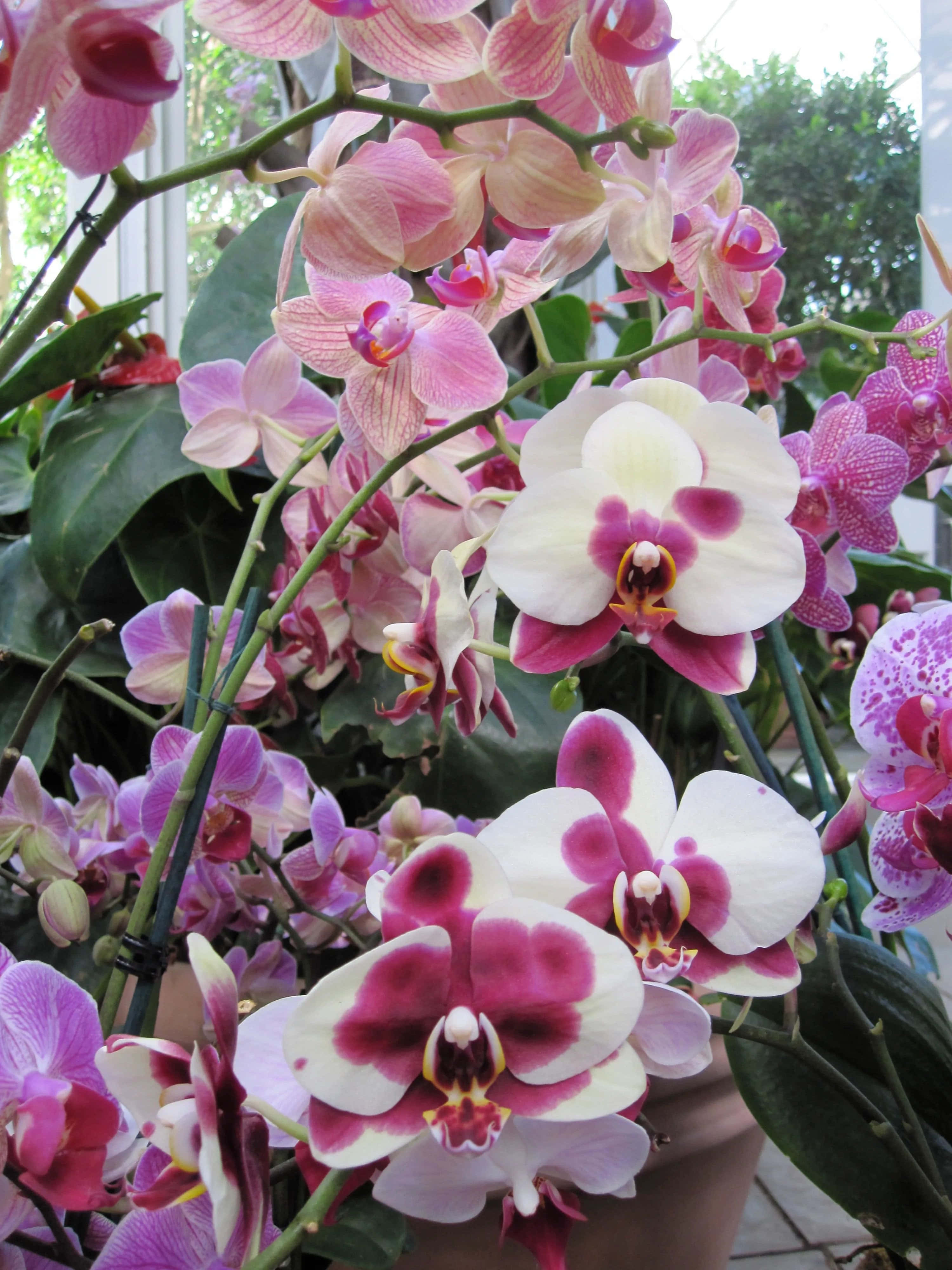 Orchid 桌布 壁紙 — 一簇茂盛的粉紅色和白色蘭花，花瓣細膩，中心鮮豔，在綠色葉子中盛開。