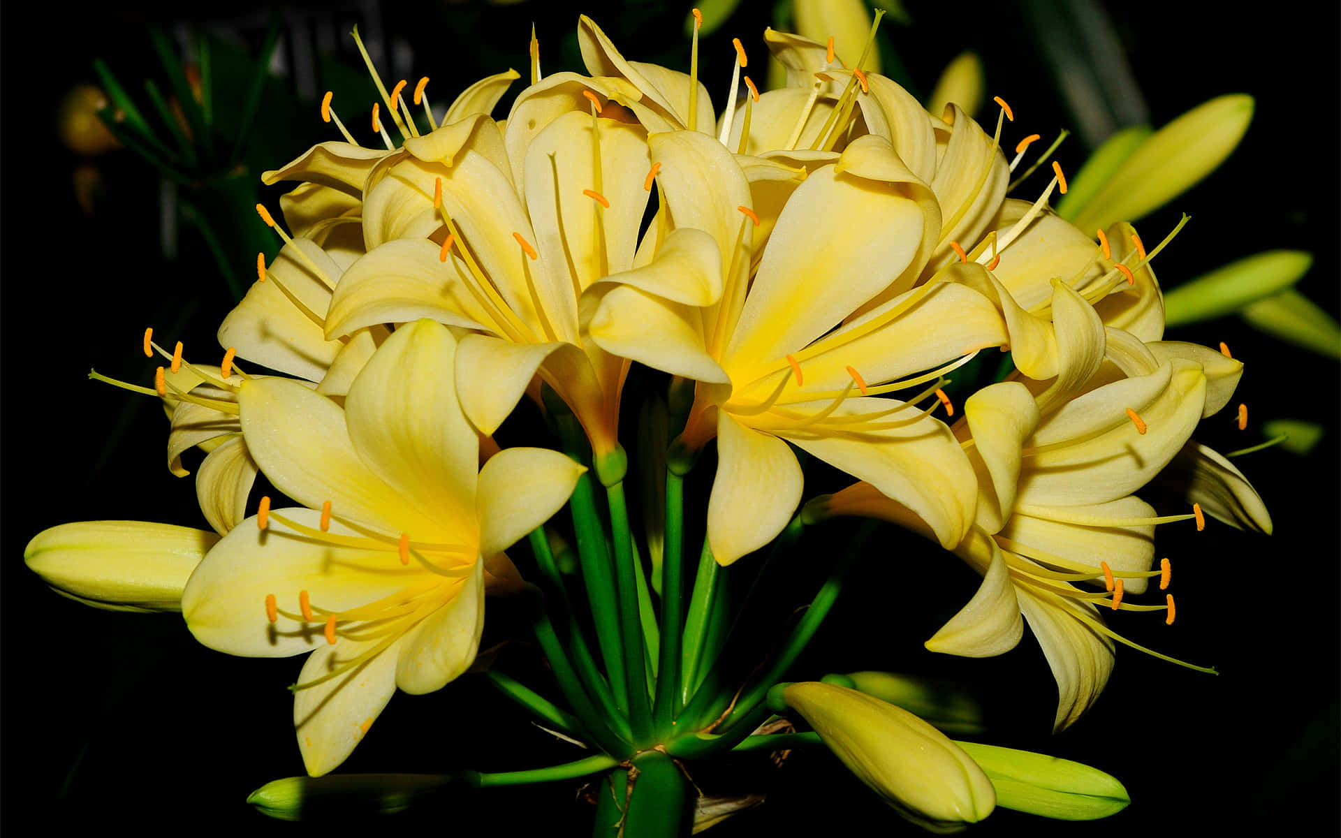 lily 桌布 壁紙 — 一簇鮮豔的黃色花朵，帶有橙色雄蕊，在深黑色背景上綻放。