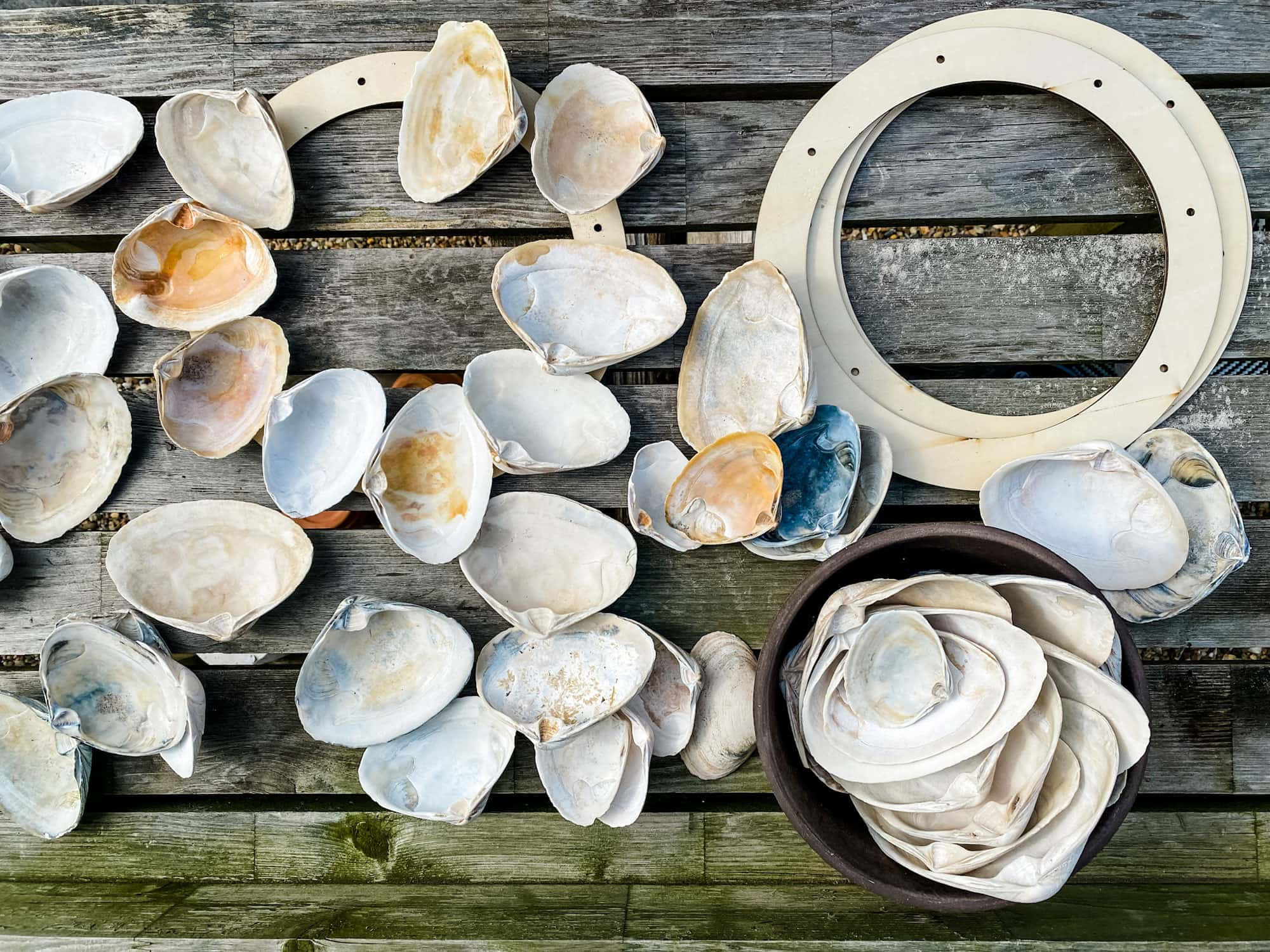 Clam Shell 桌布 壁紙 — 一系列各種貝殼，以乳白色和柔和藍色呈現，放置在風化的木板上，部分排列在圓形框架和深色碗中。