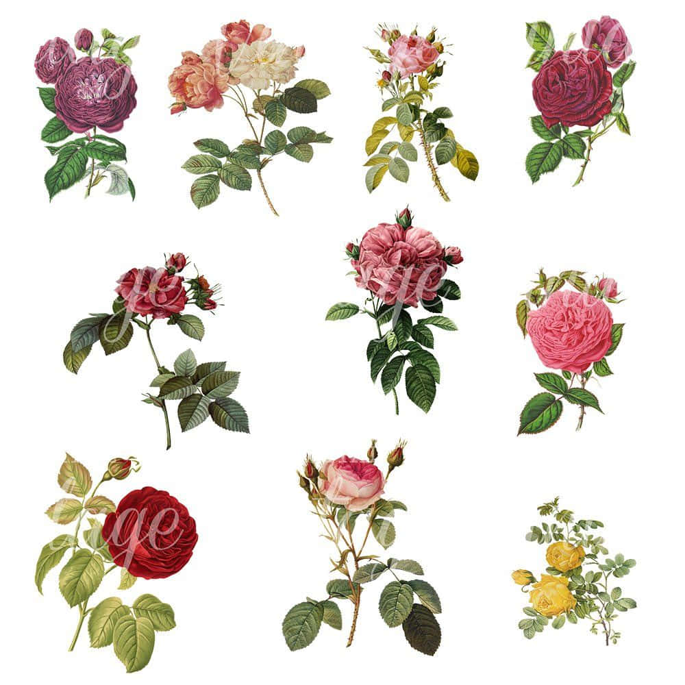 Vintage Rose 桌布 壁紙 — 一系列復古植物插圖，展示深紅、粉紅和黃色的玫瑰，配有精細的綠色葉子，背景為純白色。