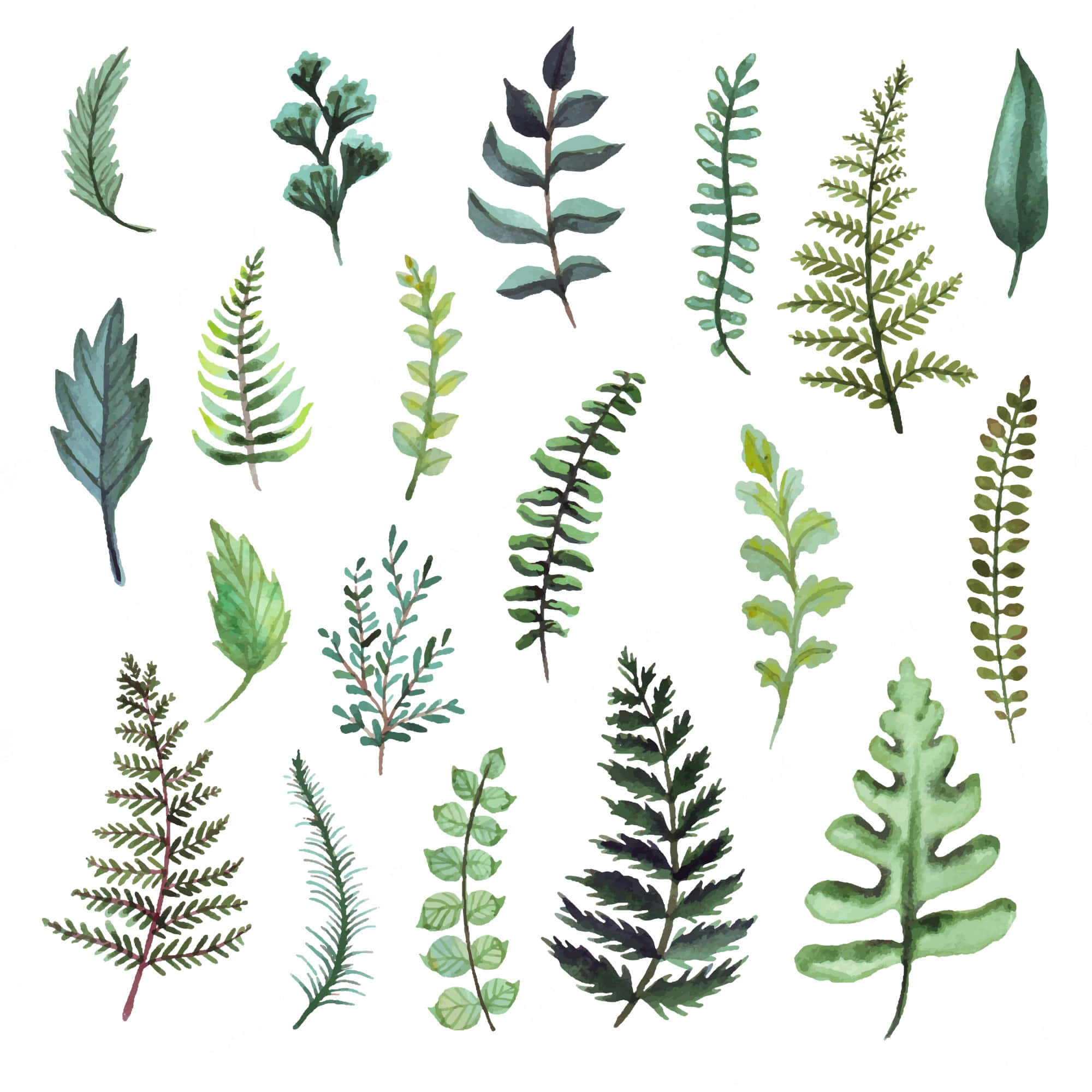 Green Fern 桌布 壁紙 — 一系列水彩畫風格的綠色蕨類植物和葉子，排列在潔淨的白色背景上。