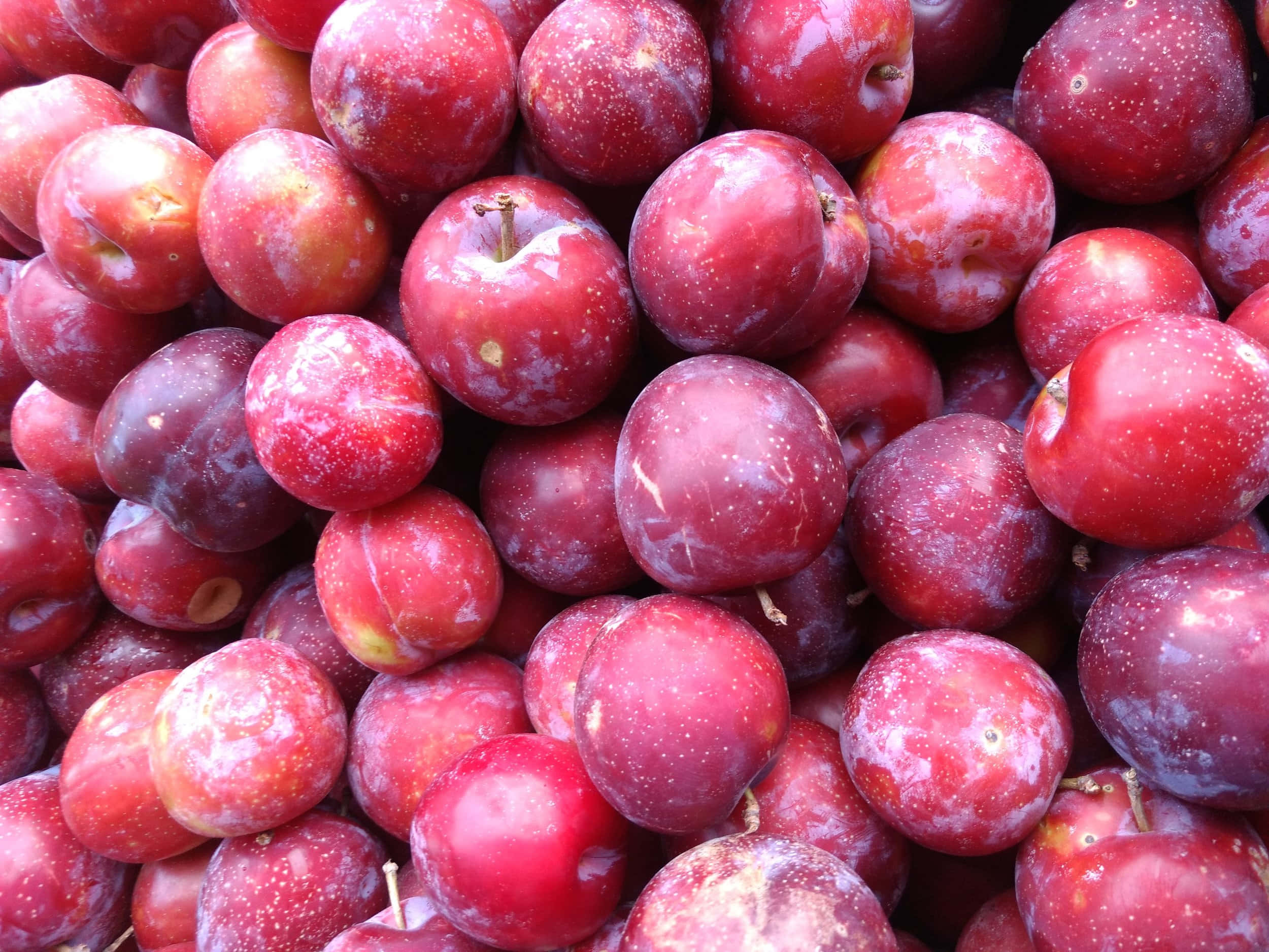 Red Plum 桌布 壁紙 — 一組帶有灰塵外皮的飽滿紅李子堆疊在一起的近距離照片，展現其多汁的質地和自然瑕疵。