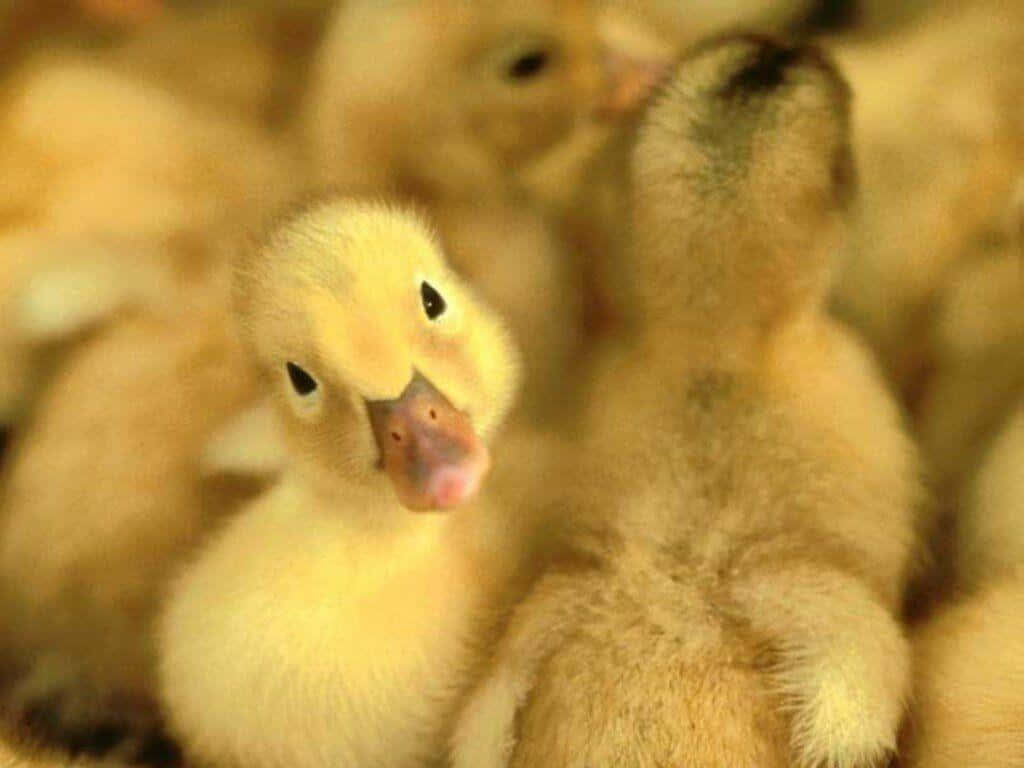 Cute Duck 桌布 壁紙 — 一組毛茸茸嘅黃色小鴨擠埋一齊嘅特寫，其中一隻直視鏡頭。