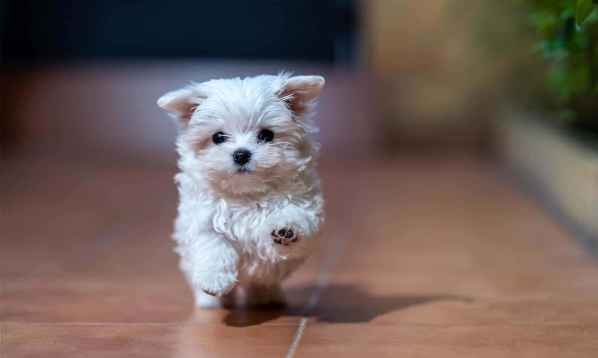 一羣快樂的馬爾濟斯幼犬依偎在一起 壁紙 — 一隻毛茸茸的白色小狗在木地板上向鏡頭跑來，背景柔和模糊。