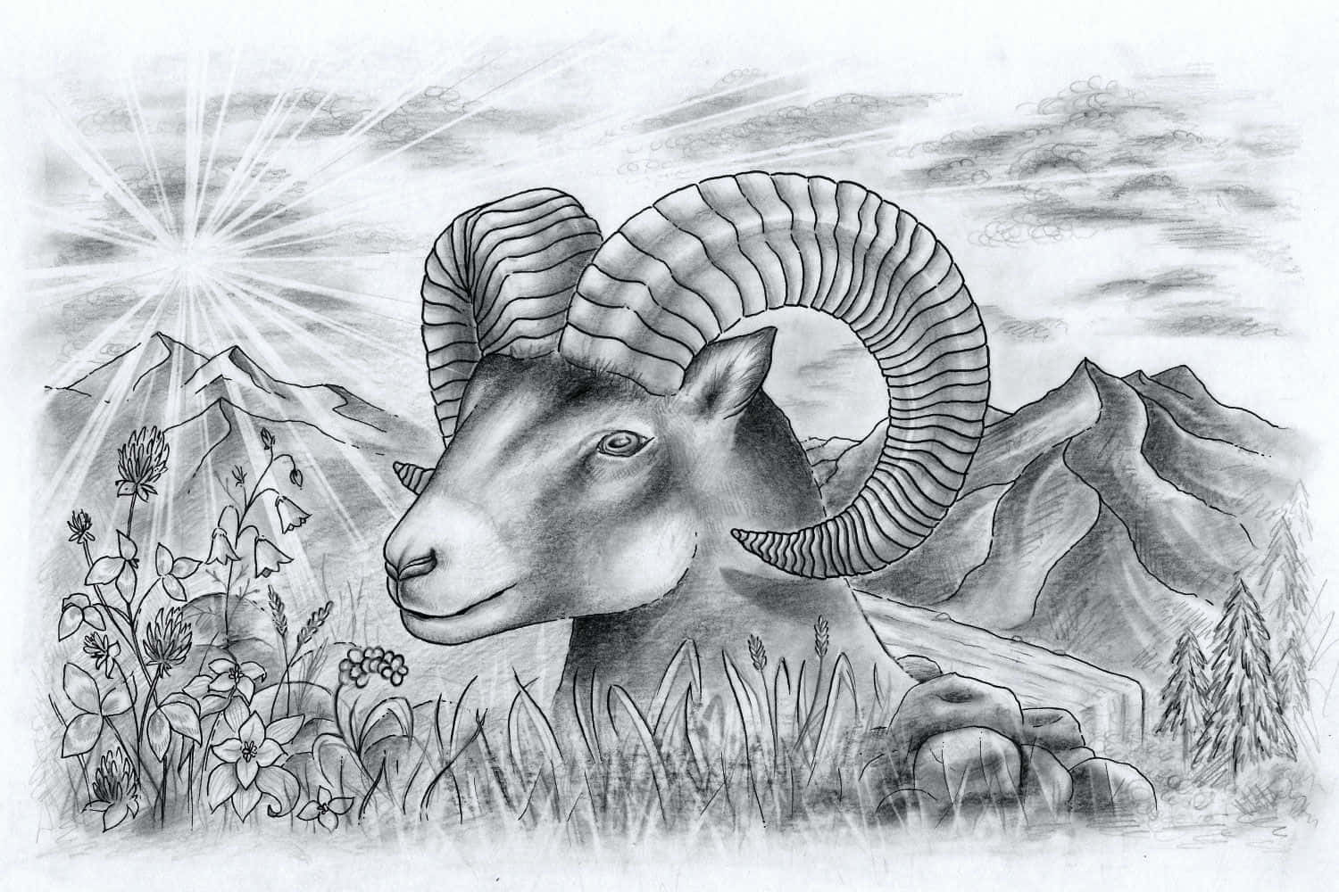 一幅詳細的鉛筆畫，描繪了山間草地上的一頭公羊和陽光爆發。