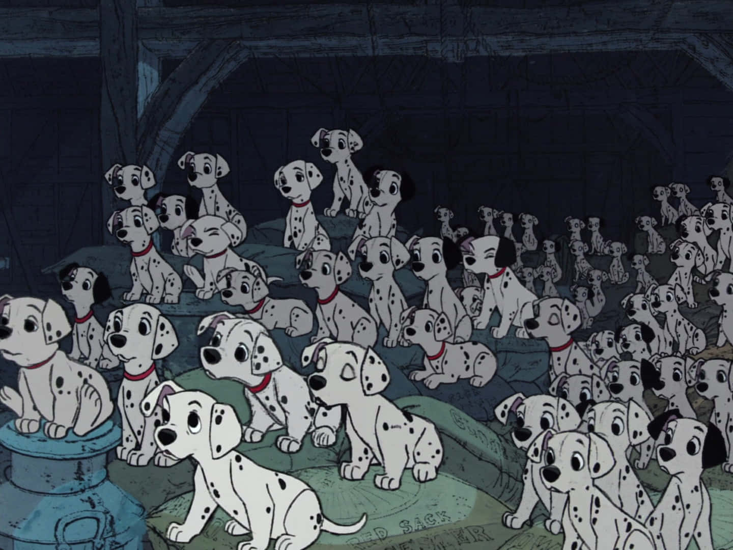 達爾馬提亞犬圖片 — 斑點狗 壁紙