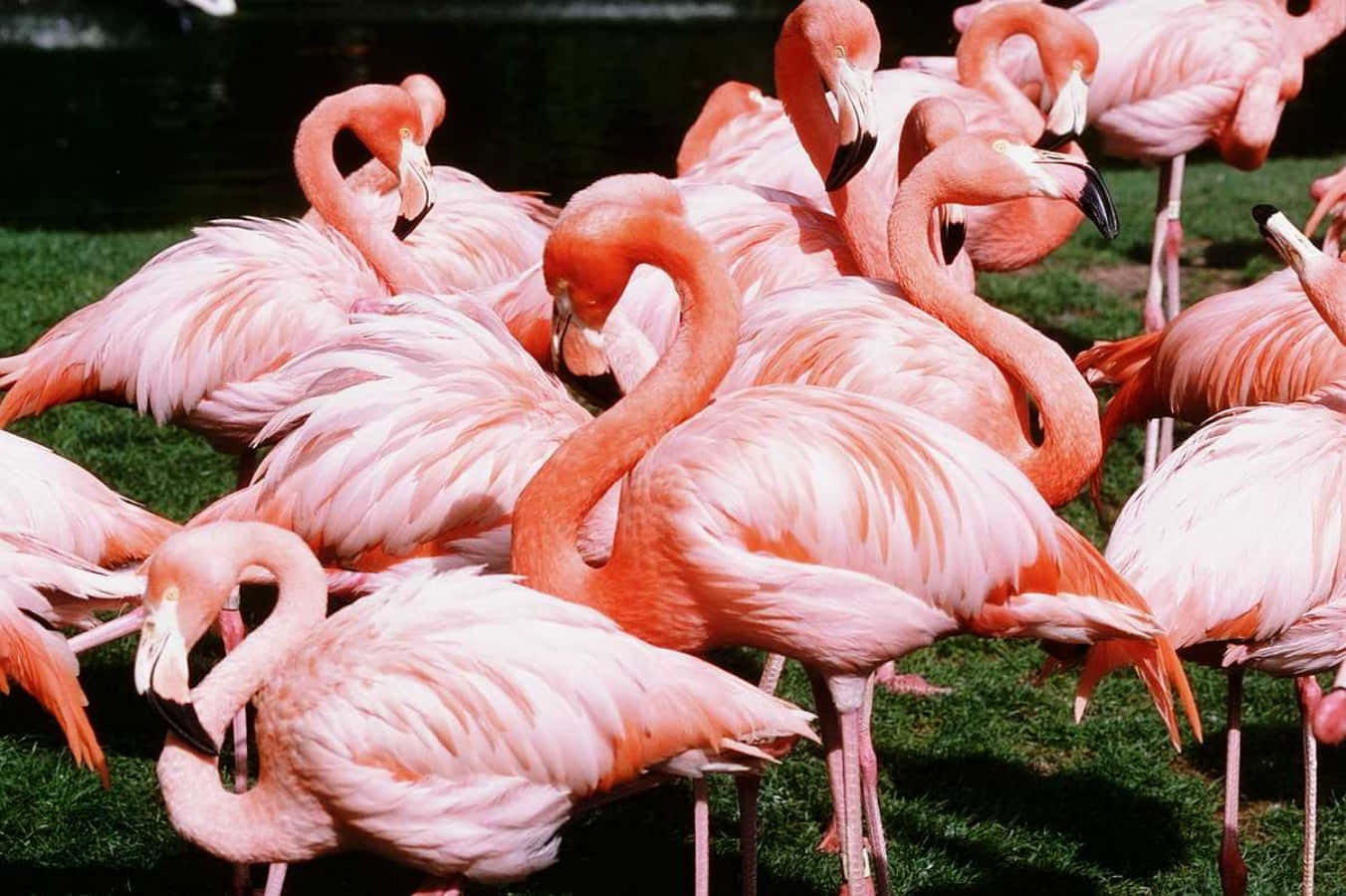 Pink Flamingos 桌布 壁紙 — 一群充滿活力的粉紅色火烈鳥在明亮的日光下，優雅地單腳站立在茂密的綠草地上。