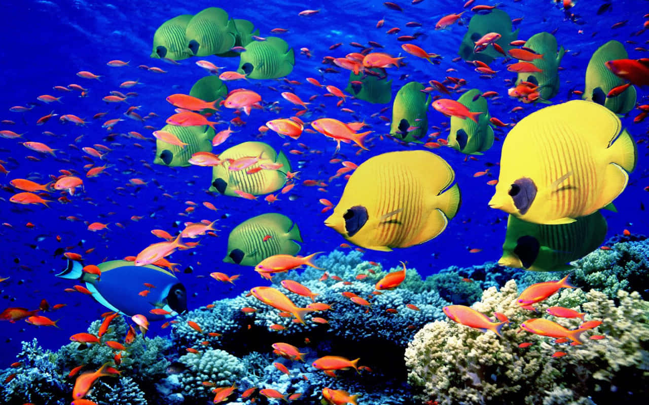 Aquatic 桌布 壁紙 — 一群充滿活力的黃色和綠色蝴蝶魚在深藍色海洋中的珊瑚礁之間游動。