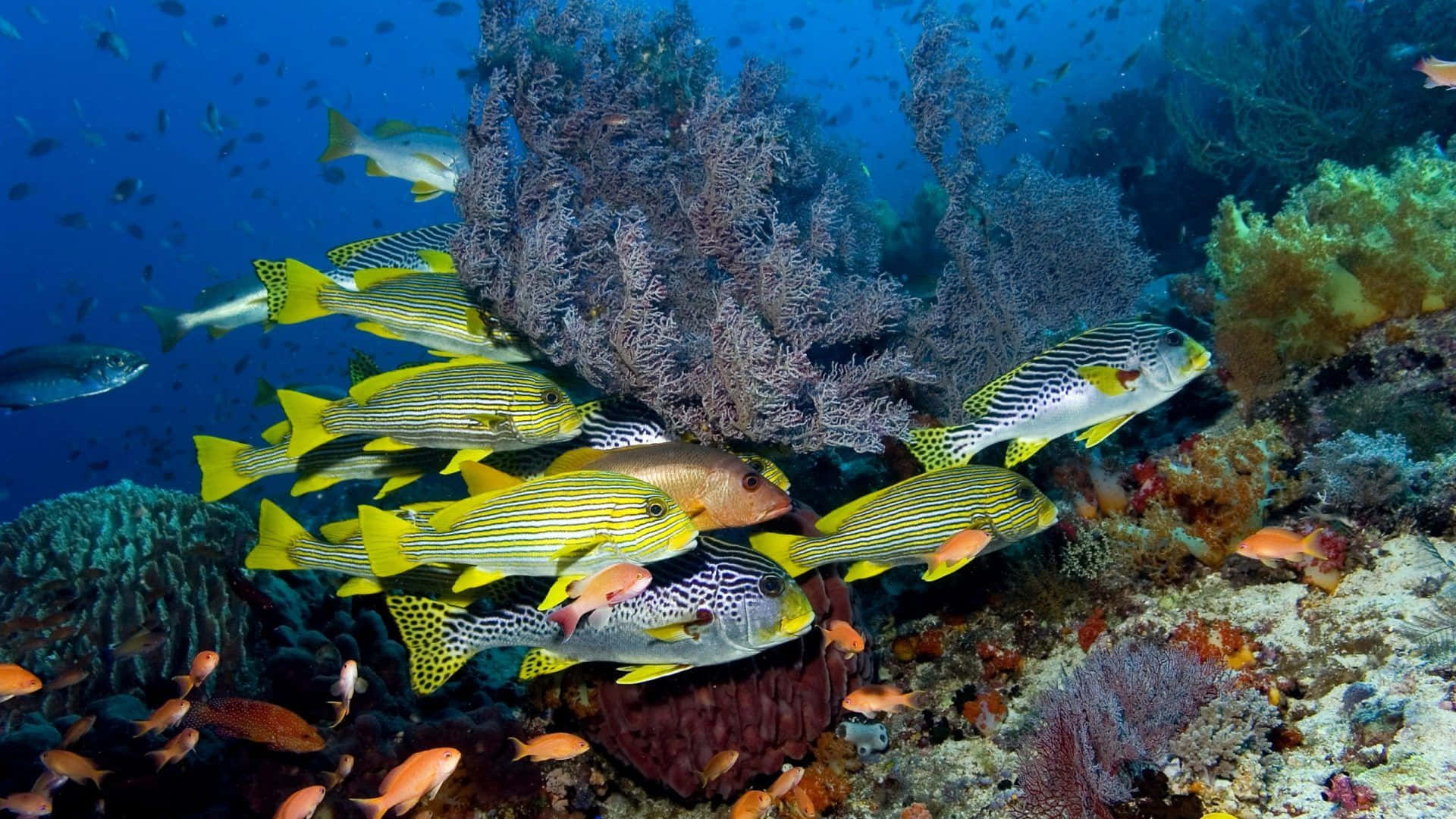 珊瑚 桌布 壁紙 — 一群充滿活力的黃黑條紋魚在清澈的藍色海水中，優雅地在色彩繽紛的珊瑚礁間游動。