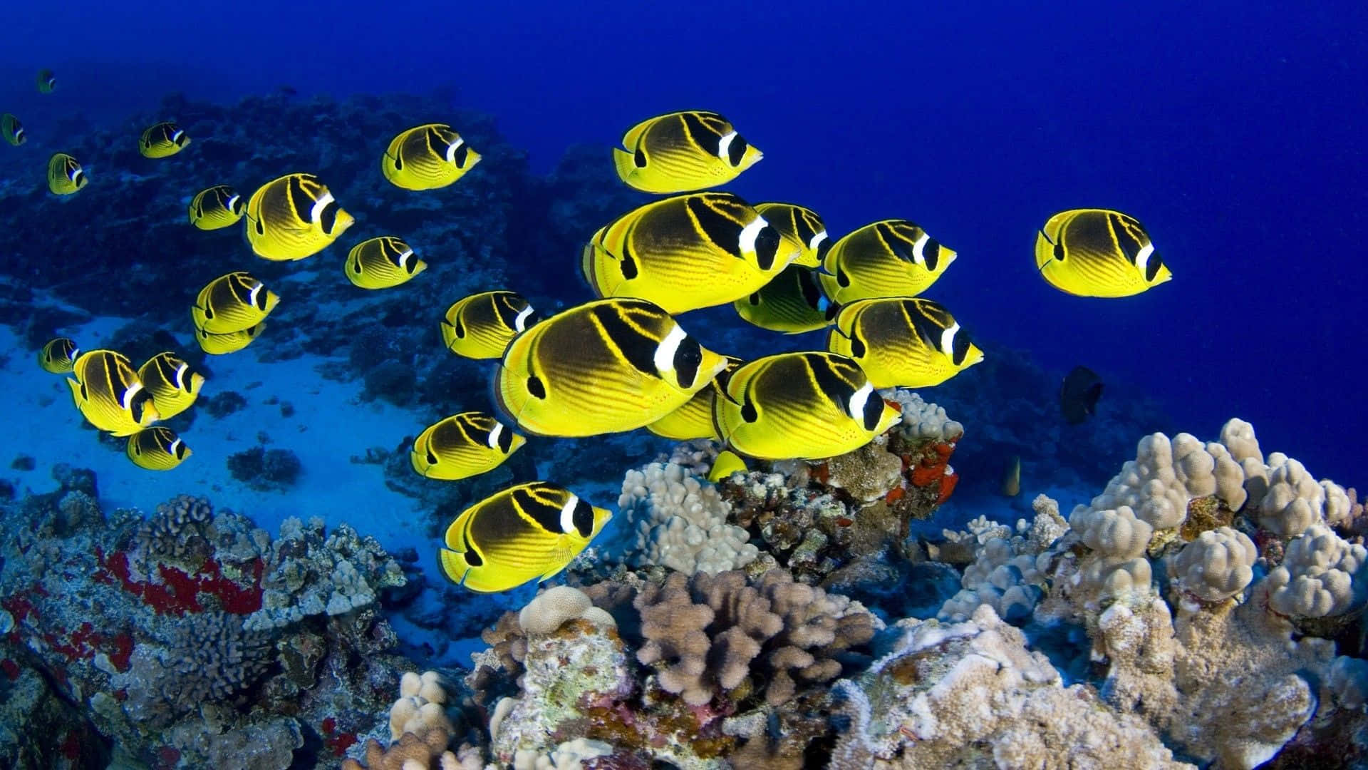 釣魚 桌布 壁紙 — 一群充滿活力的黃黑蝴蝶魚在深藍色海洋中色彩繽紛的珊瑚礁上優雅地游動。