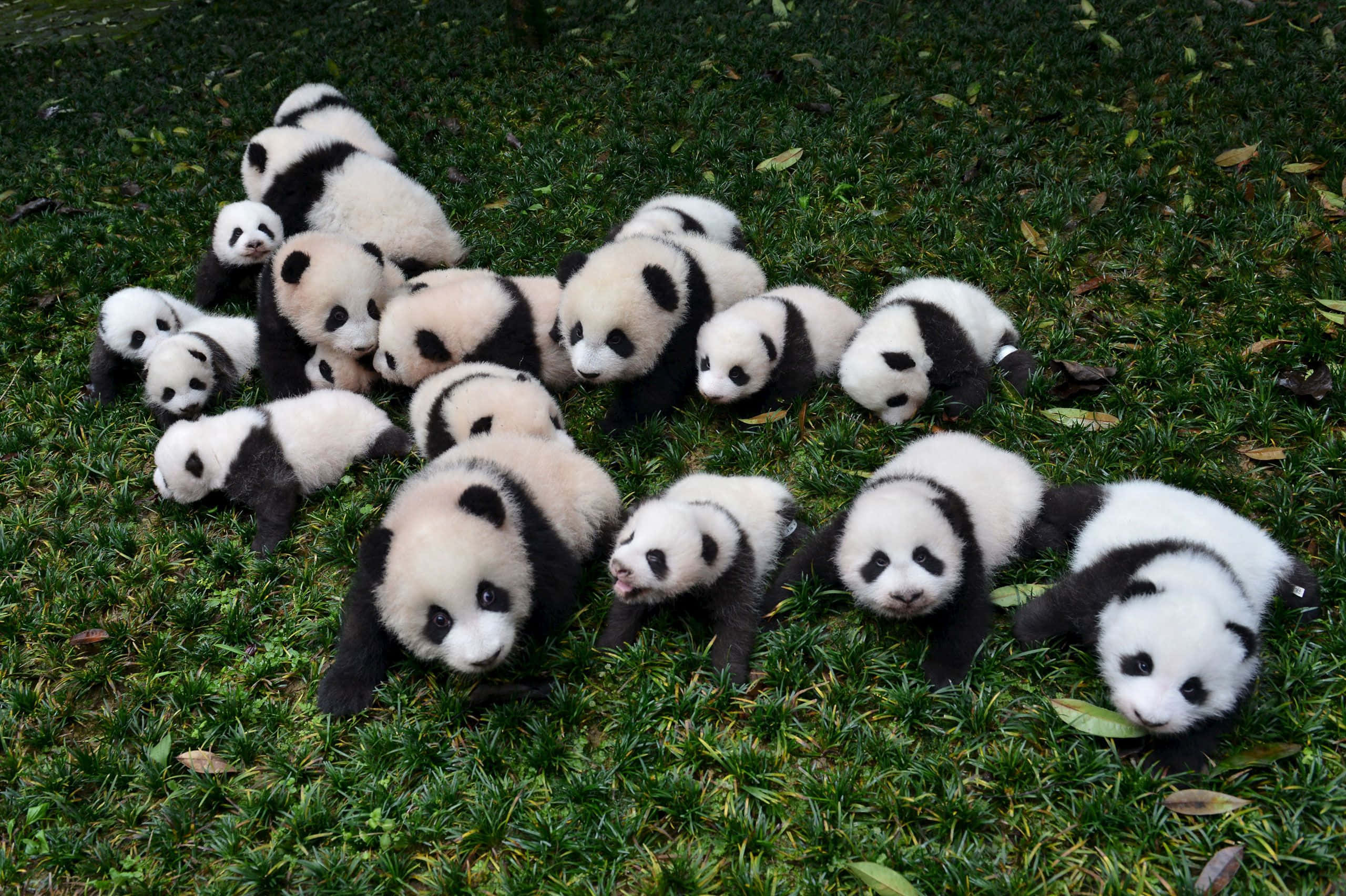 Beautiful Animal 桌布 壁紙 — 一群可愛嘅黑白毛色熊貓BB，頑皮咁攤喺鮮綠色嘅草地上。