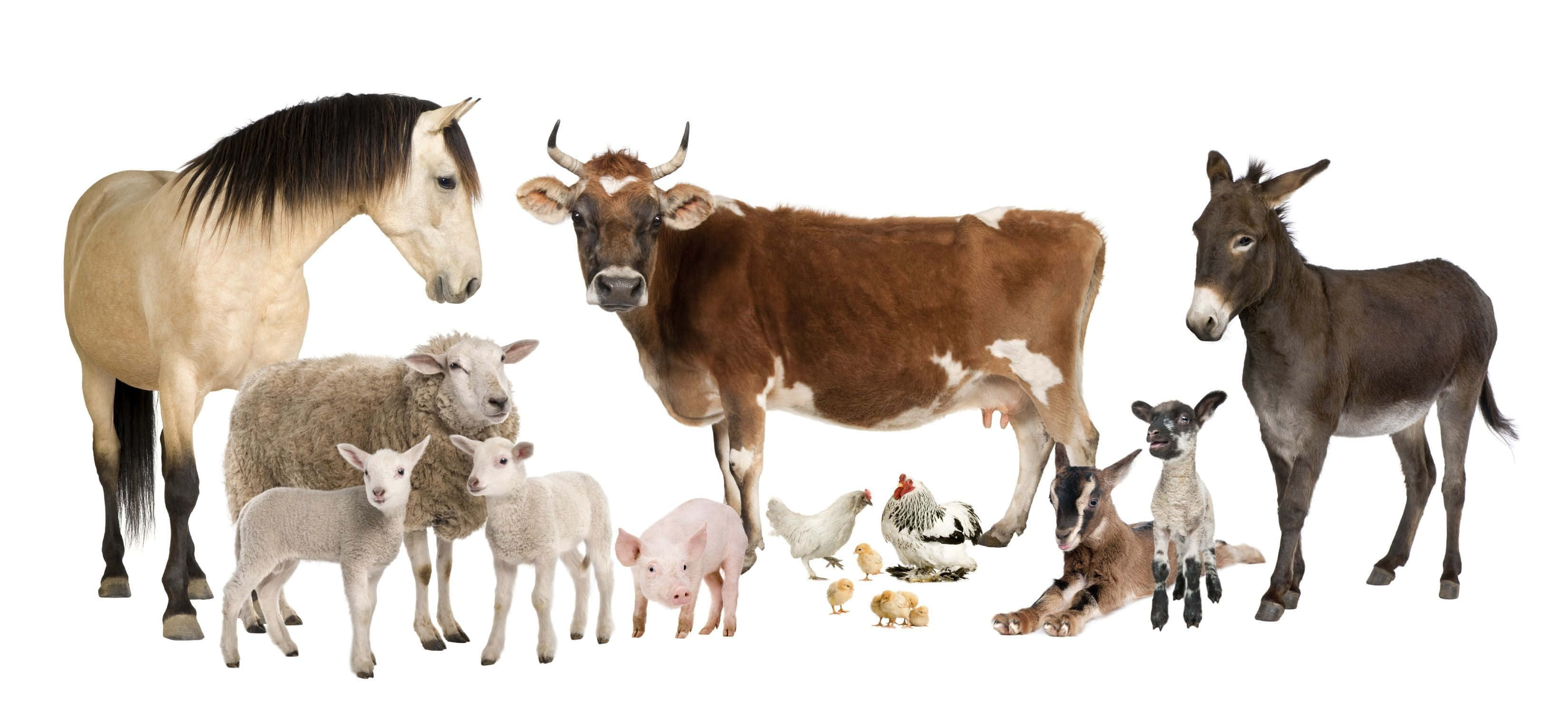 Farm Animal 桌布 壁紙 — 一群多樣化的農場動物，包括馬、牛、驢、羊、豬、雞和山羊，在純白色背景前擺姿勢。
