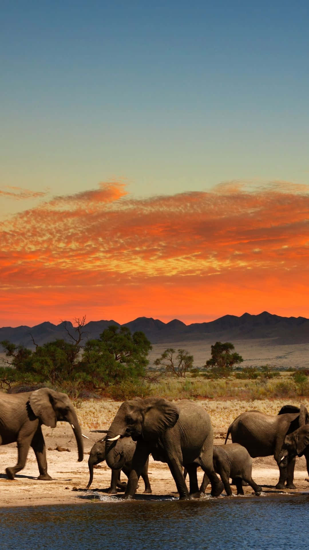 African Wildlife 桌布 壁紙 — 一群大象在水坑飲水，火紅的橙色夕陽在遠山之上塗抹天空。