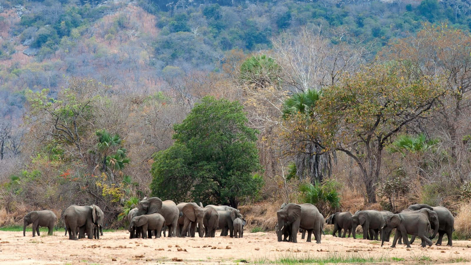 African Wildlife 桌布 壁紙 — 一群大象聚集在乾燥的稀樹草原平原上，背景是稀疏的樹木和起伏的山丘。