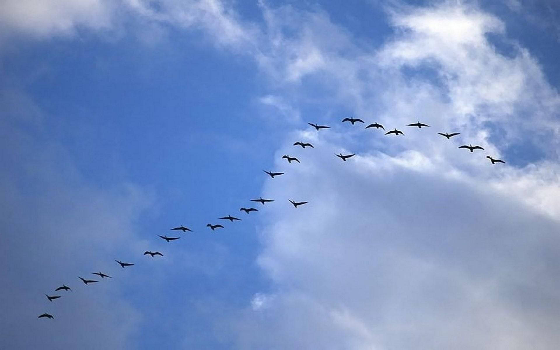 Birds Flying 桌布 壁紙 — 一群大雁排成人字形，在明亮的藍天和白雲映襯下形成剪影。