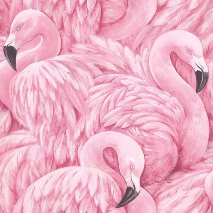 Pink Flamingos 桌布 壁紙 — 一群密集的粉紅色火烈鳥，羽毛細緻，喙部黑色，營造出柔軟有紋理的牆紙。