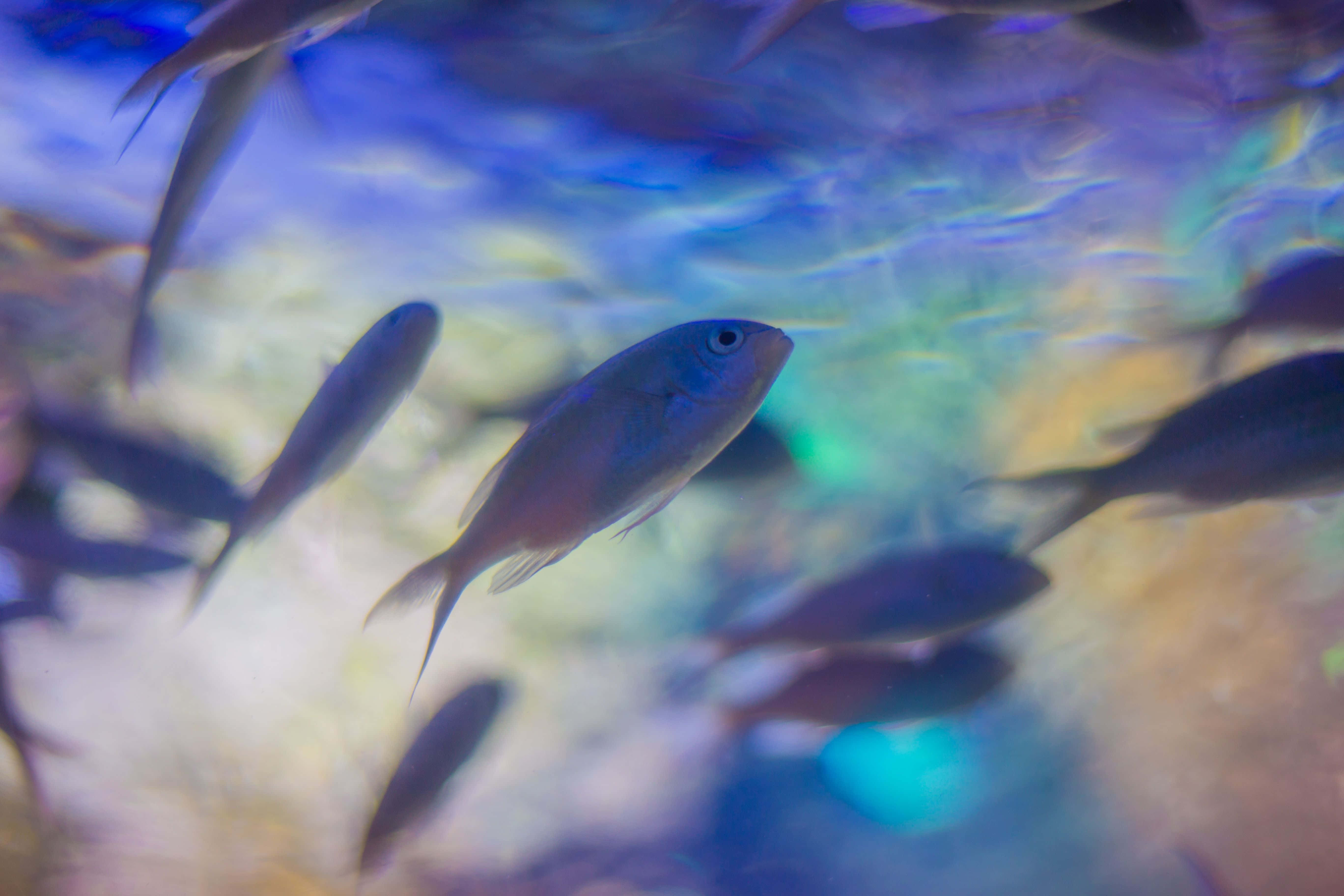 Aquatic 桌布 壁紙 — 一群小魚喺藍色嘅水中優雅咁游過，水面有閃爍嘅光線圖案。