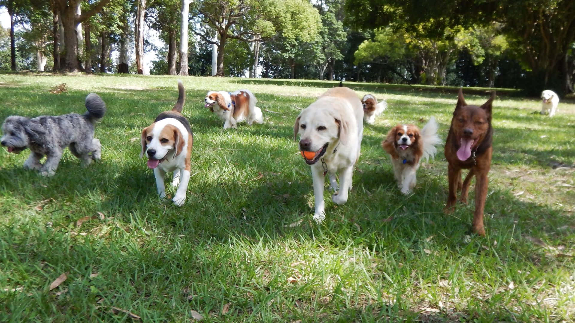 Dogs 桌布 壁紙 — 一群快樂嘅唔同品種狗仔喺陽光普照嘅草地公園上充滿活力咁奔跑，背景有樹木。