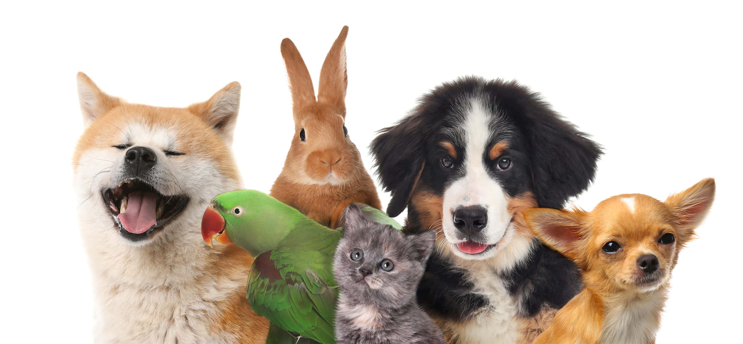pets 桌布 壁紙 — 一群快樂嘅多樣寵物，包括一隻微笑嘅柴犬、一隻兔仔、一隻鸚鵡、一隻小貓、一隻伯恩山犬同一隻芝娃娃，喺乾淨嘅白色背景前一齊擺甫士。