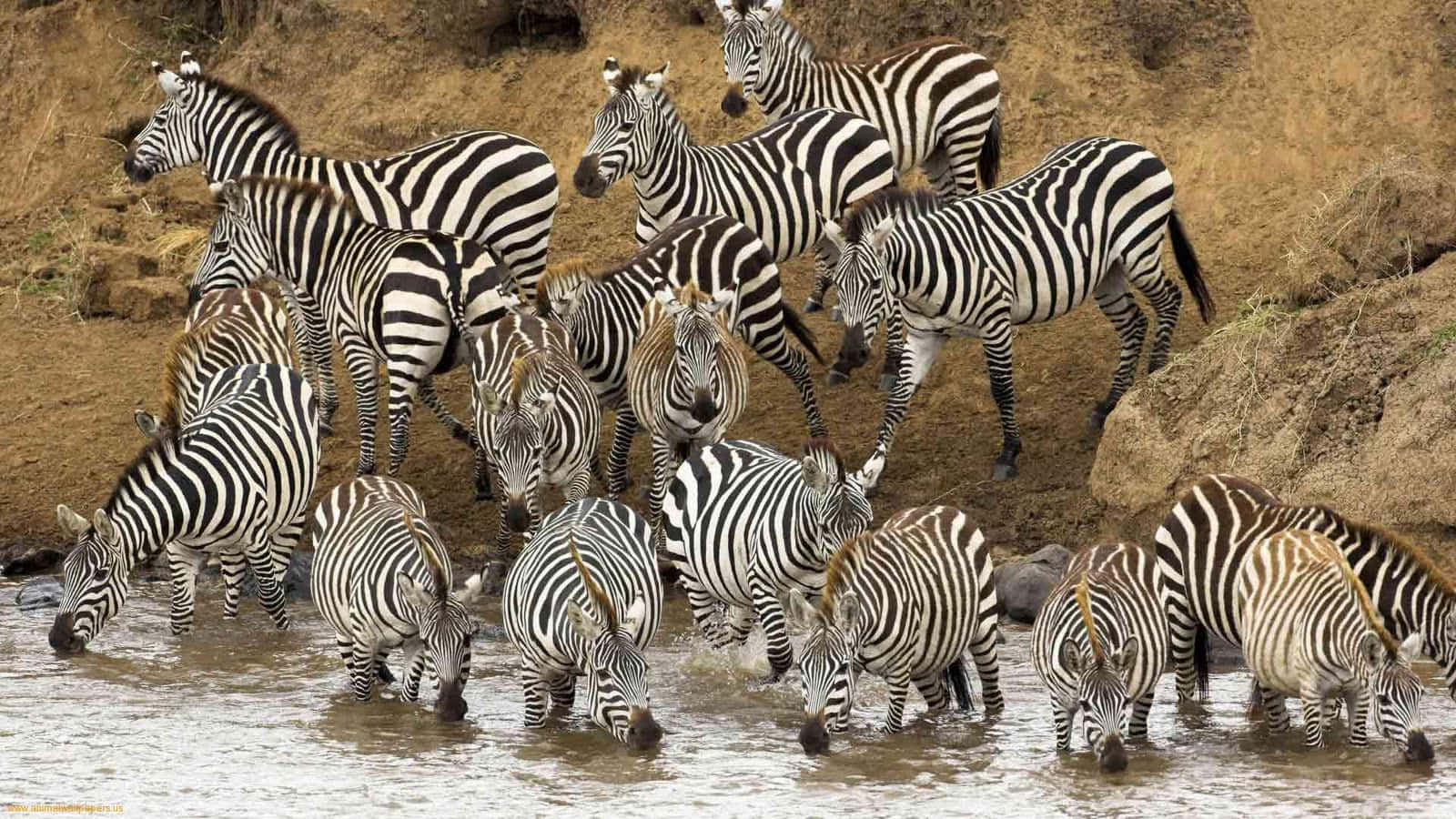Wild Animals 桌布 壁紙 — 一群擁有醒目黑白條紋的斑馬在明亮的日光下，從泥濘的河岸飲水。