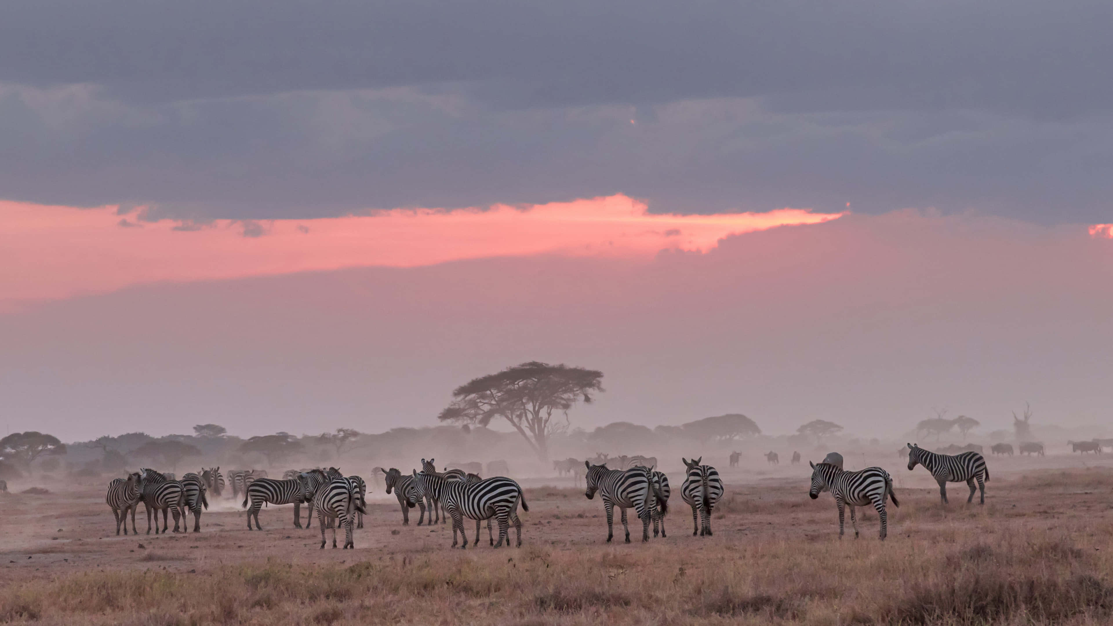 African Wildlife 桌布 壁紙 — 一群斑馬站在塵土飛揚的稀樹草原上，背景是戲劇性的粉紅色和灰色日落天空。