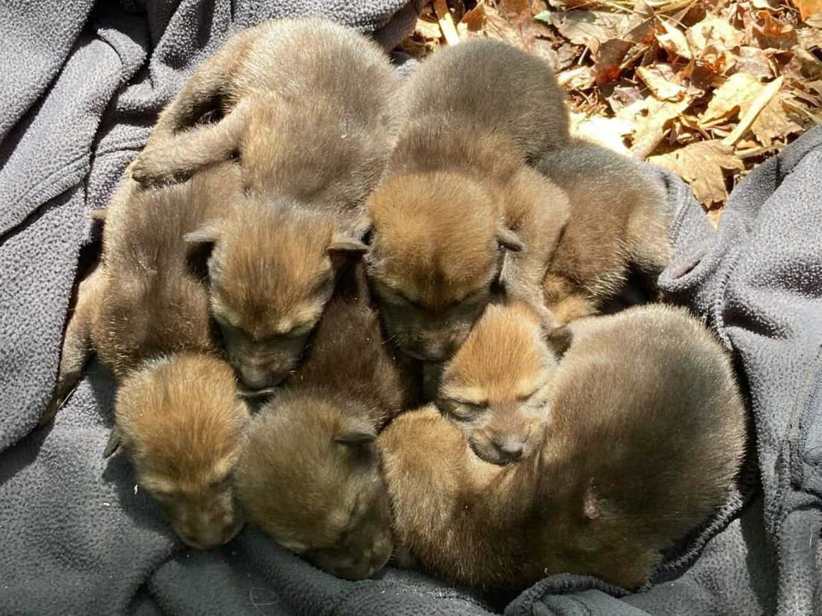 Wolf Pup 桌布 壁紙 — 一群棕色小狗舒適地擠在一起，睡在灰色毯子上，周圍散落著落葉。