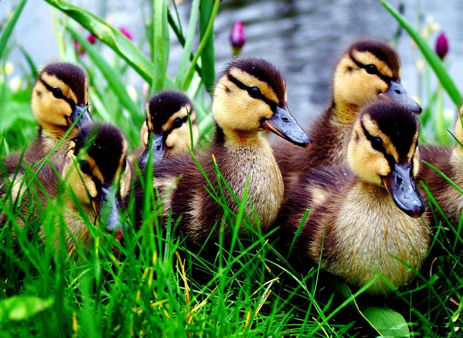 Cute Duck 桌布 壁紙 — 一群毛茸茸、頭部有條紋的小鴨子，在池塘附近的翠綠草叢中探出頭來。