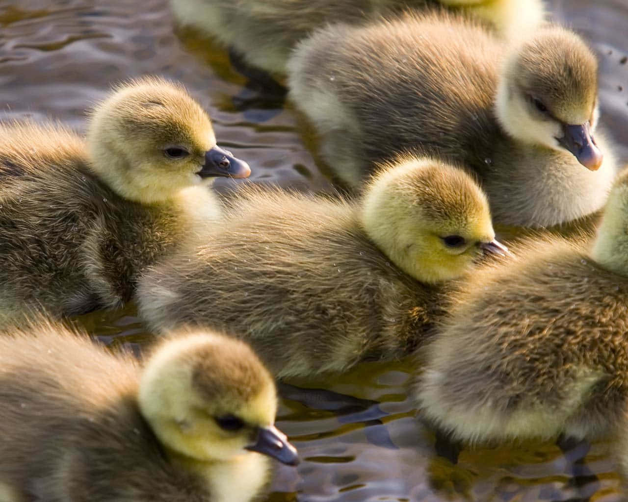 Cute Duck 桌布 壁紙 — 一群毛茸茸的小鵝，帶有黃色絨毛和深色喙，在漣漪的水中緊密地游在一起。